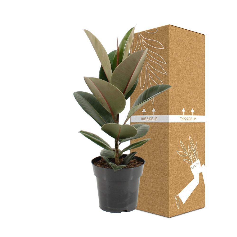 Ø17cm - ↕55cm