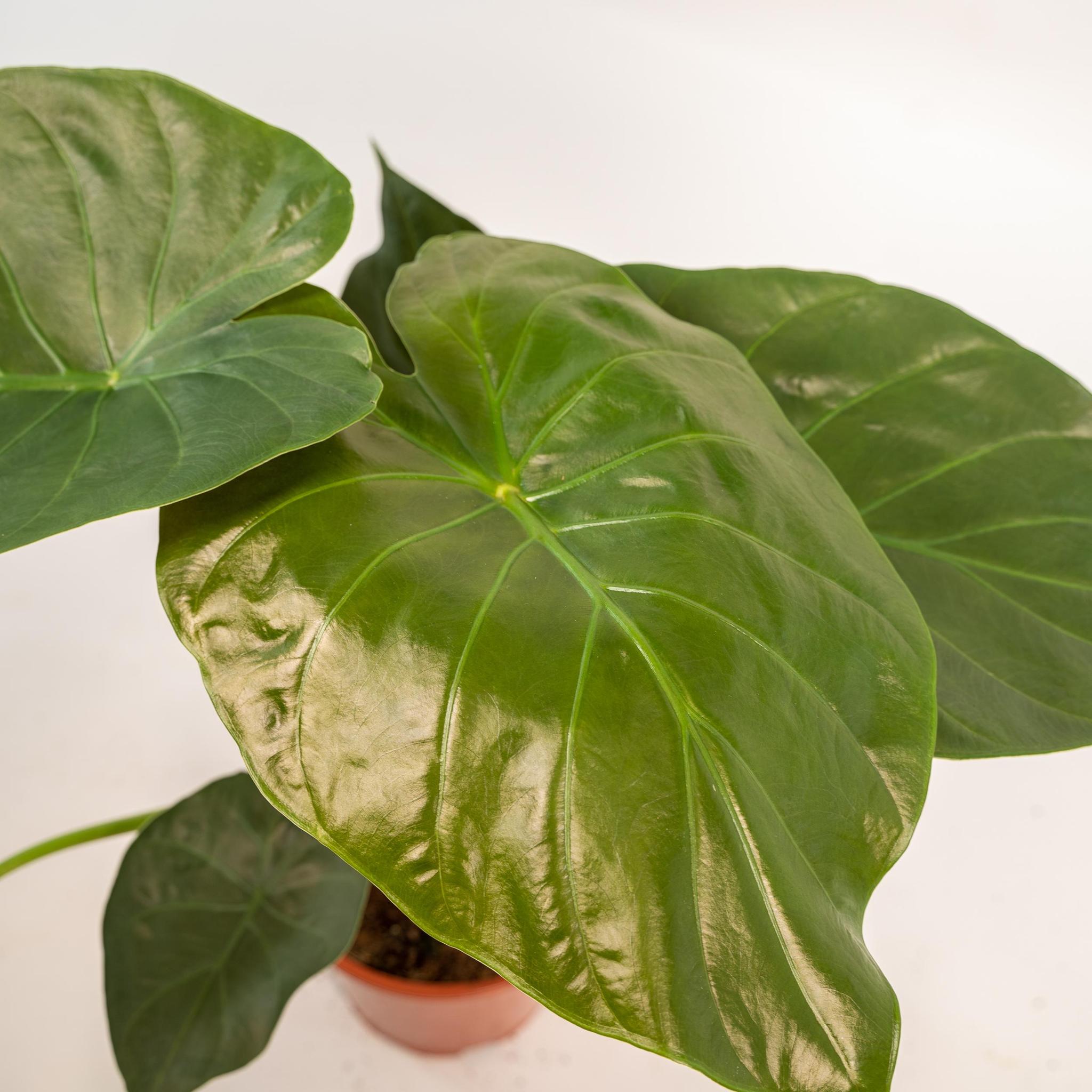 Alocasia Wentii - ↨65cm - Ø19cm + Mand Selin