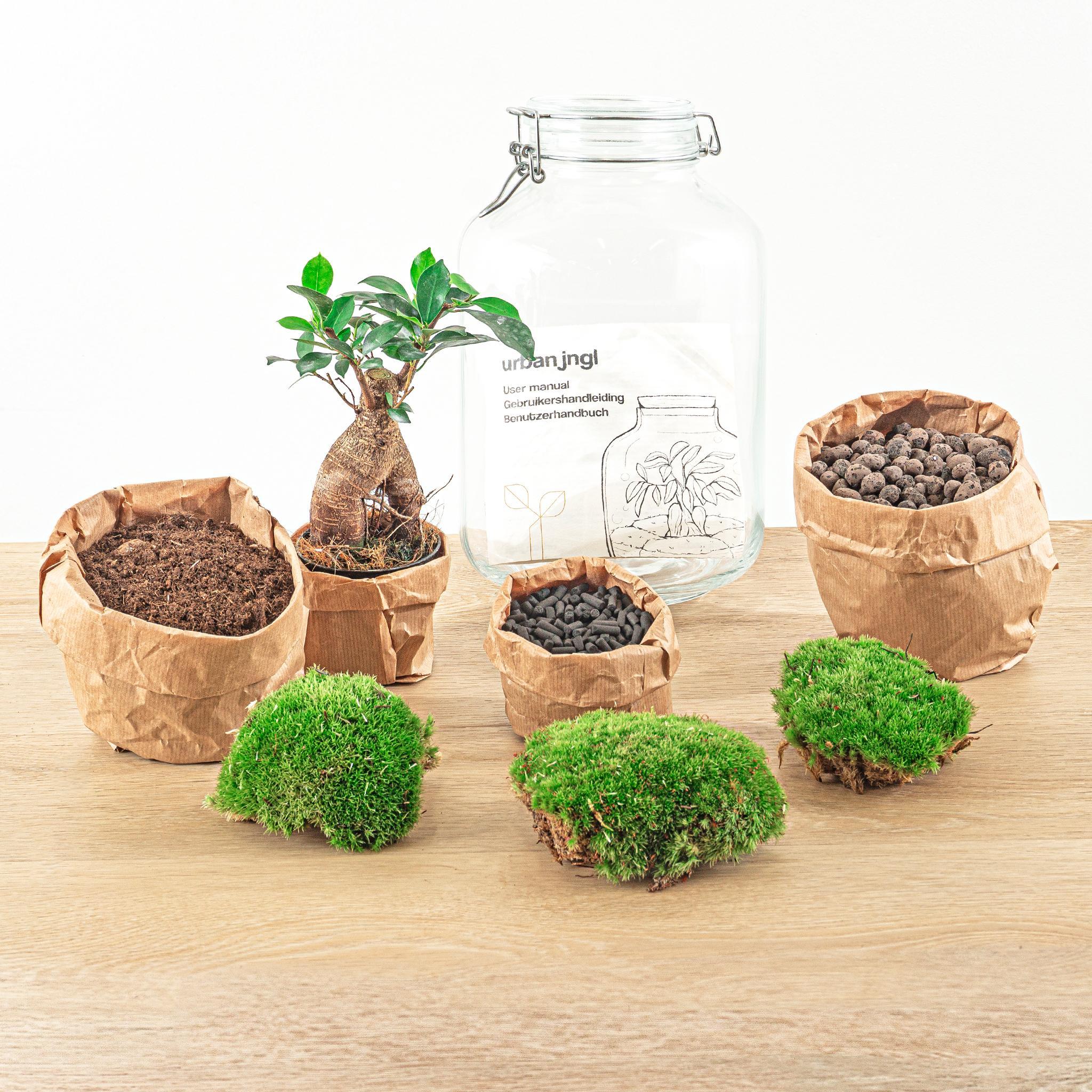 DIY terrarium - Jar - Ficus Ginseng bonsai - ↑ 28 cm + Rake + Shovel