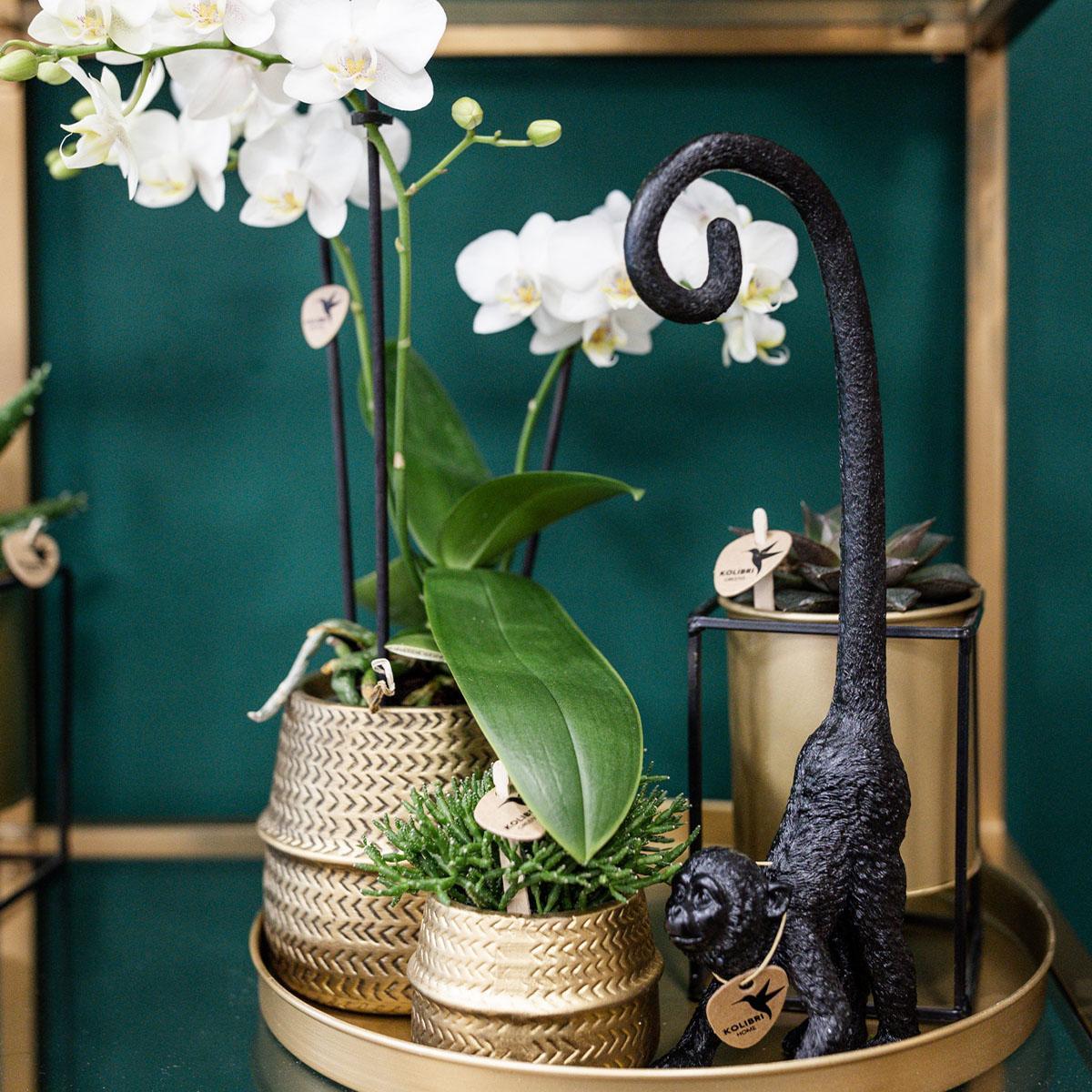 Kolibri Company - Planten set Groove goud | Set met witte Phalaenopsis orchidee Amabilis Ø9cm en groene plant Succulent Crassula Ovata Ø6cm | incl. gouden keramieken sierpotten