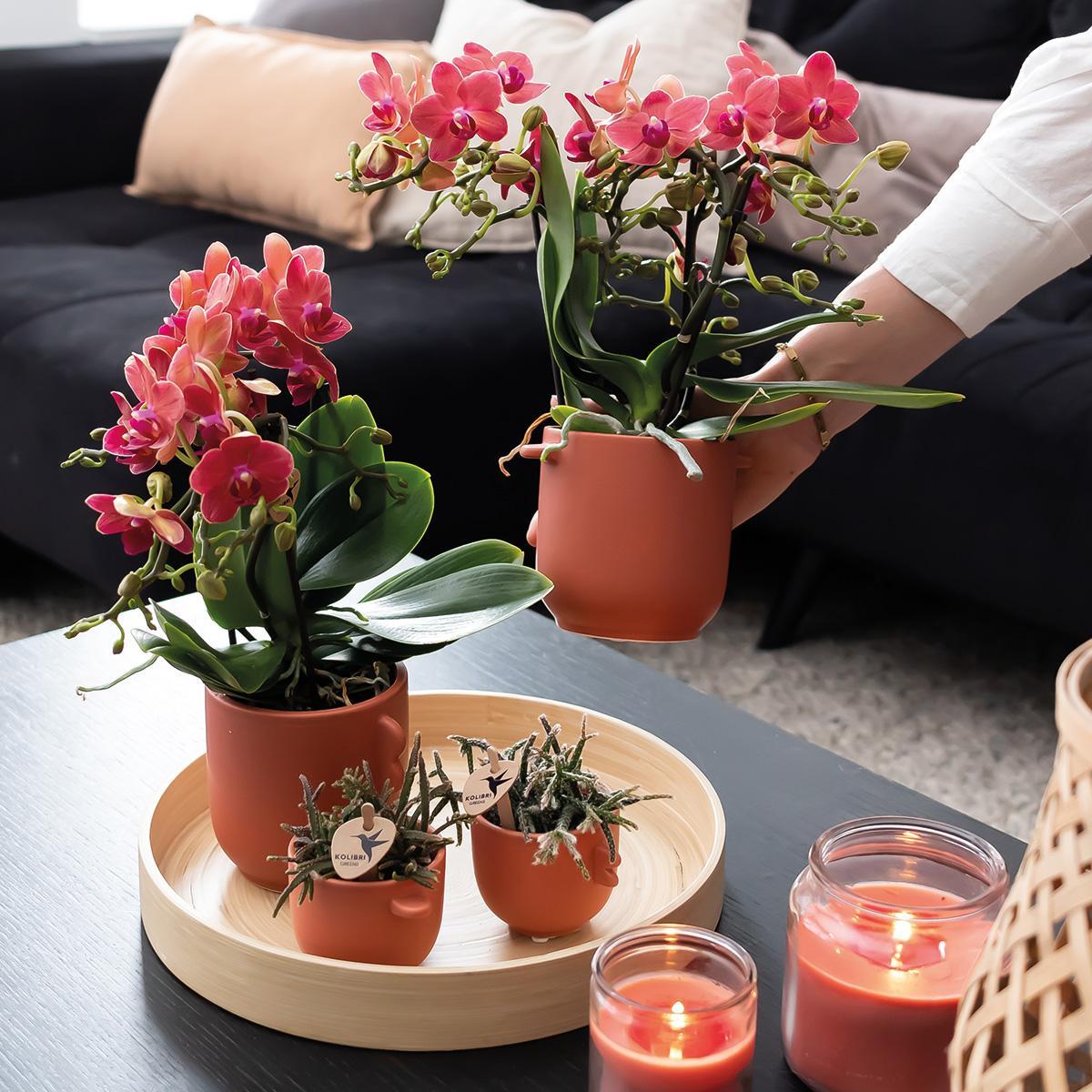Kolibri Orchids | COMBI DEAL van 2 rode Phalaenopsis orchideeën - Congo - potmaat Ø9cm bloeiende kamerplant - vers van de kweker