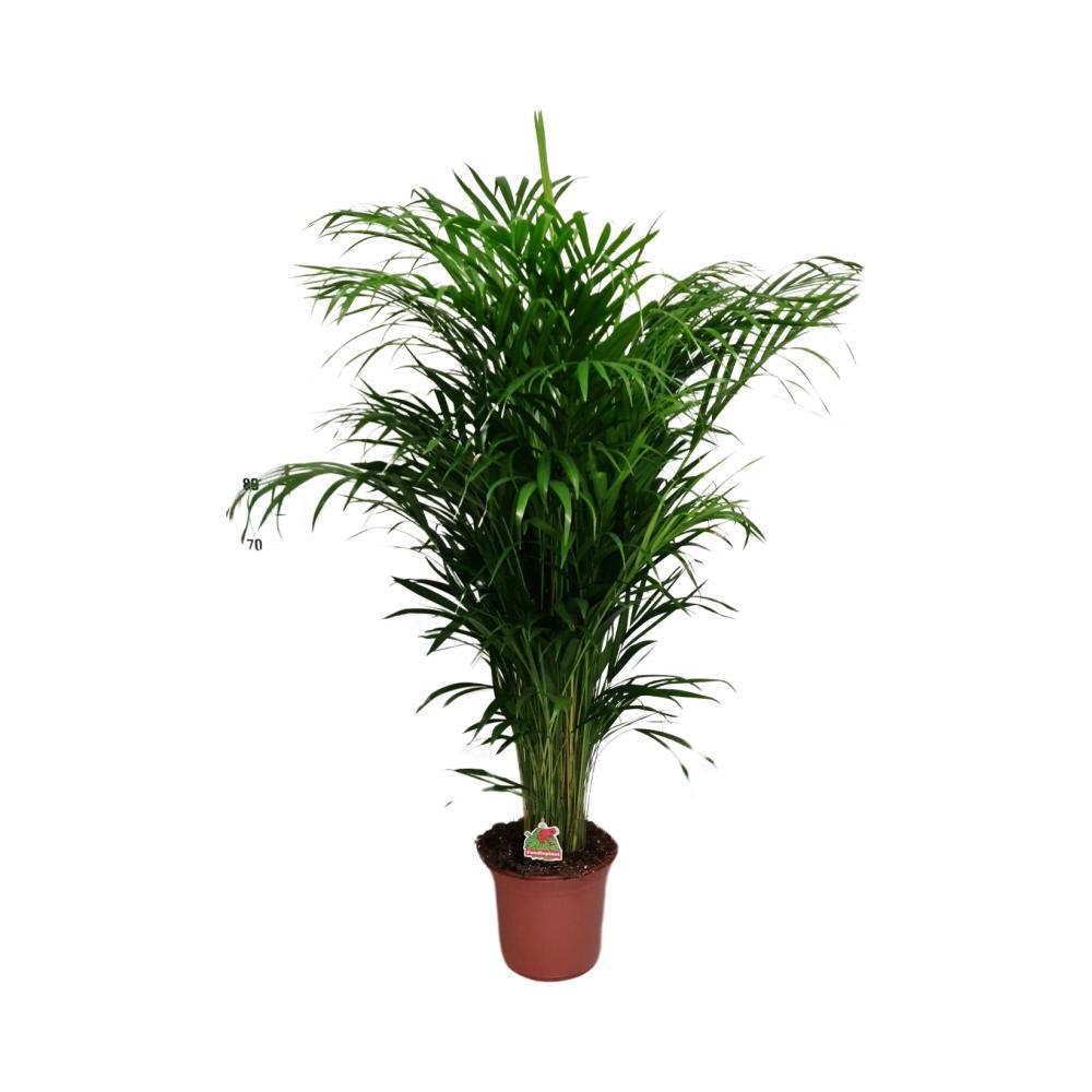 Ø24cm - ↕125cm