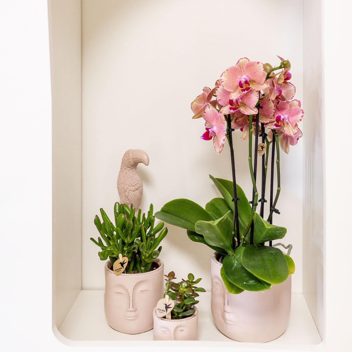 Kolibri Orchids | Oranje roze Phalaenopsis orchidee - Jewel Pirate Picotee - potmaat Ø12cm bloeiende kamerplant - vers van de kweker