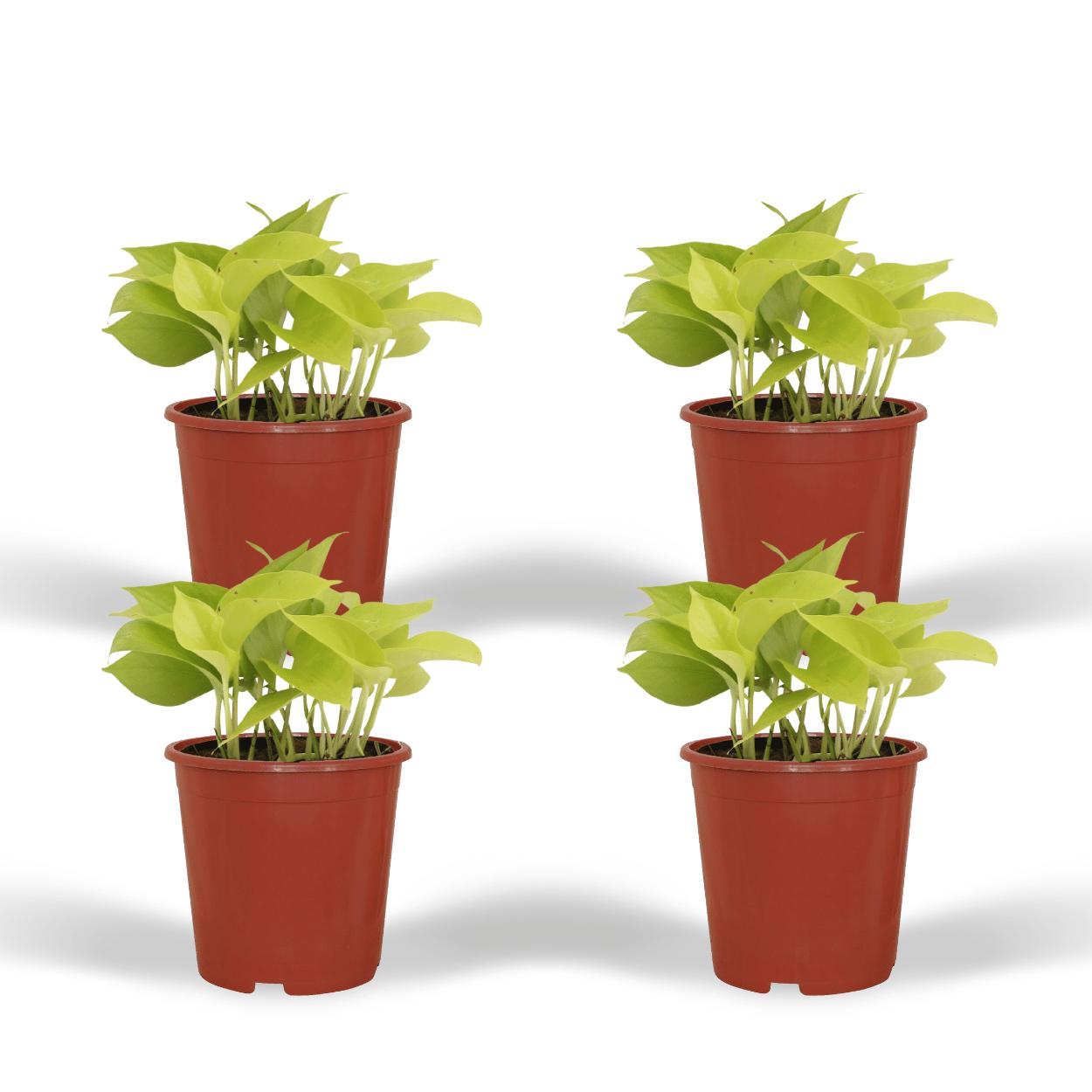 4x Epipremnum Golden Pothos - Scindapsus - 15cm - ø12