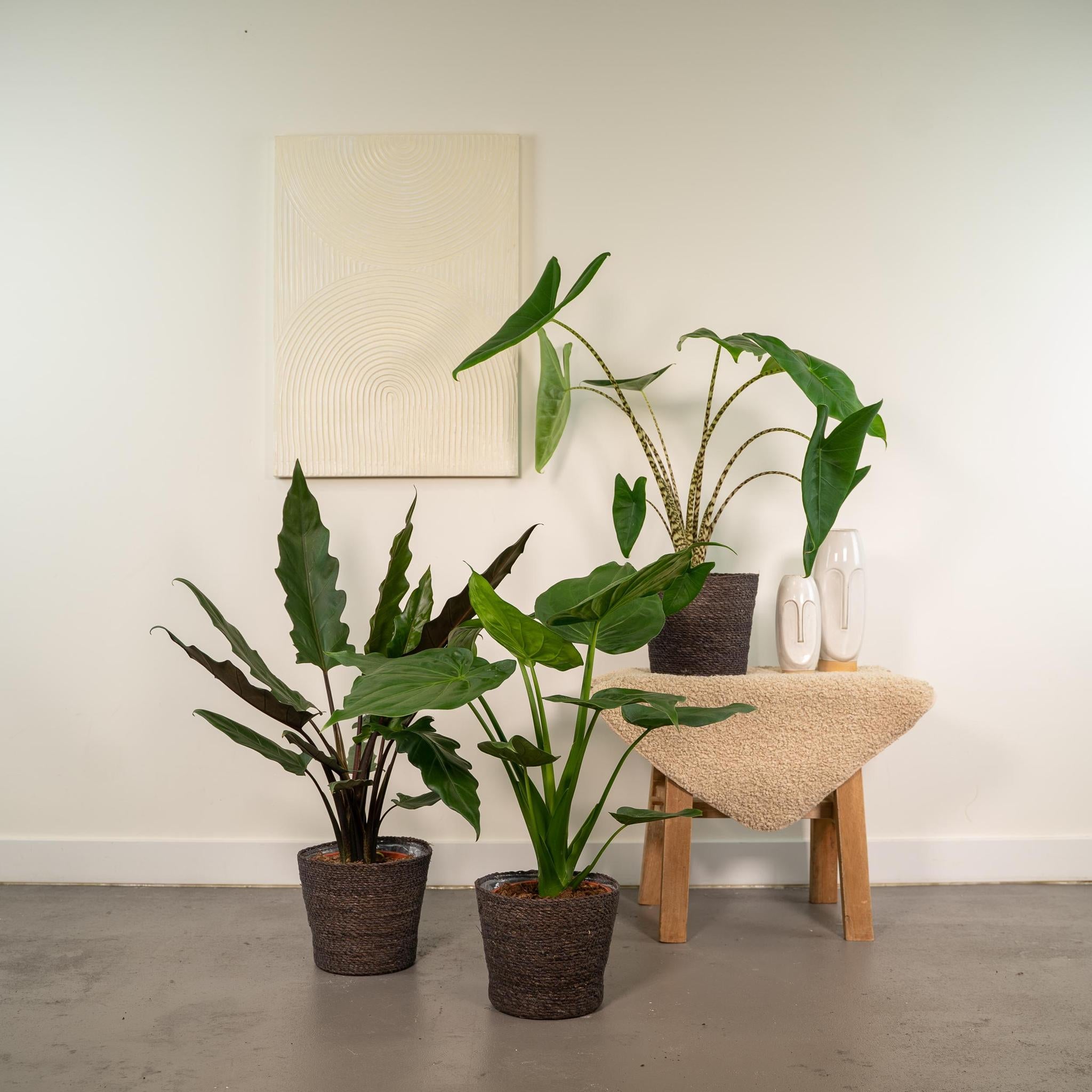 Alocasia Zebrina - ↨75cm - Ø19cm + Alocasia Cucullata - ↨60cm - Ø19cm + Alocasia Lauterbachiana - ↨75cm - Ø19cm