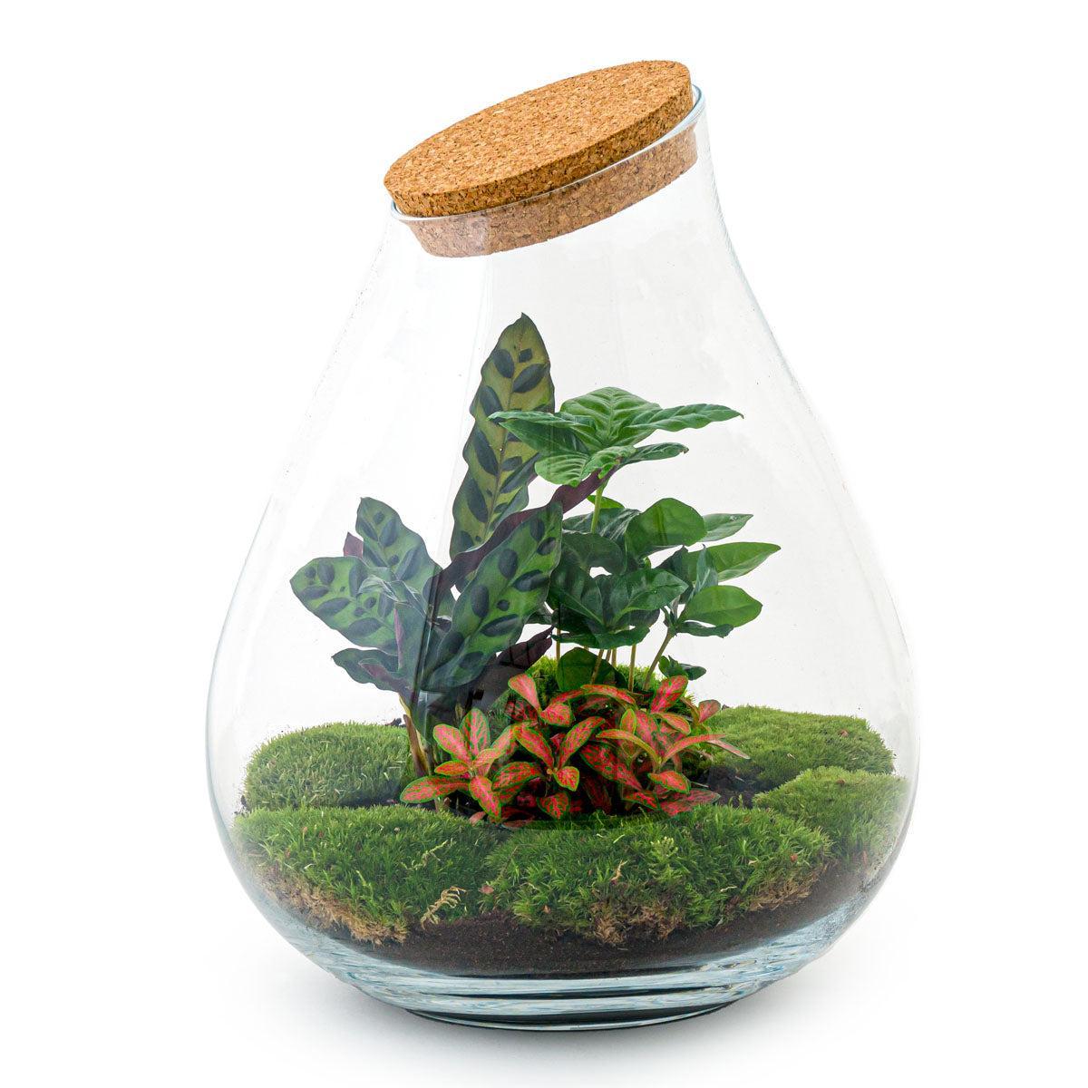 DIY terrarium - Drop XL Rood - ↑ 37 cm