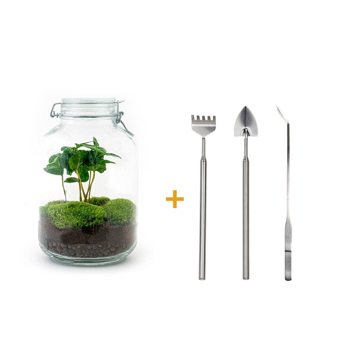 DIY terrarium - Coffea Arabica - ↑ 28 cm + Rake + Shovel + Tweezer