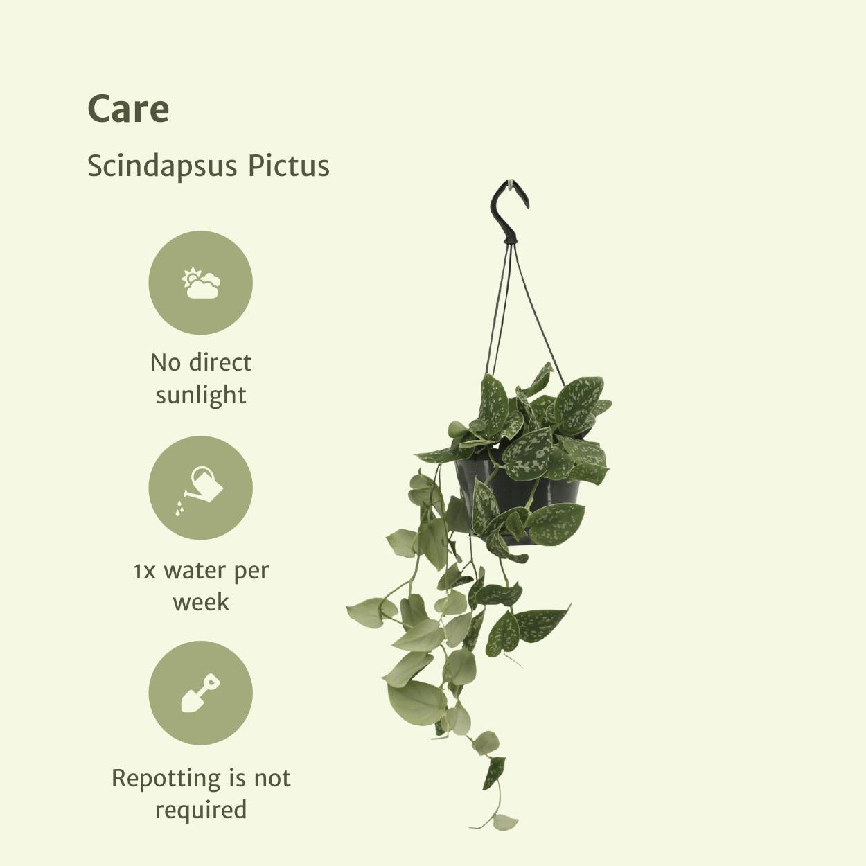 2x Scindapsus Pictus - Epipremnum - 25cm - ø15