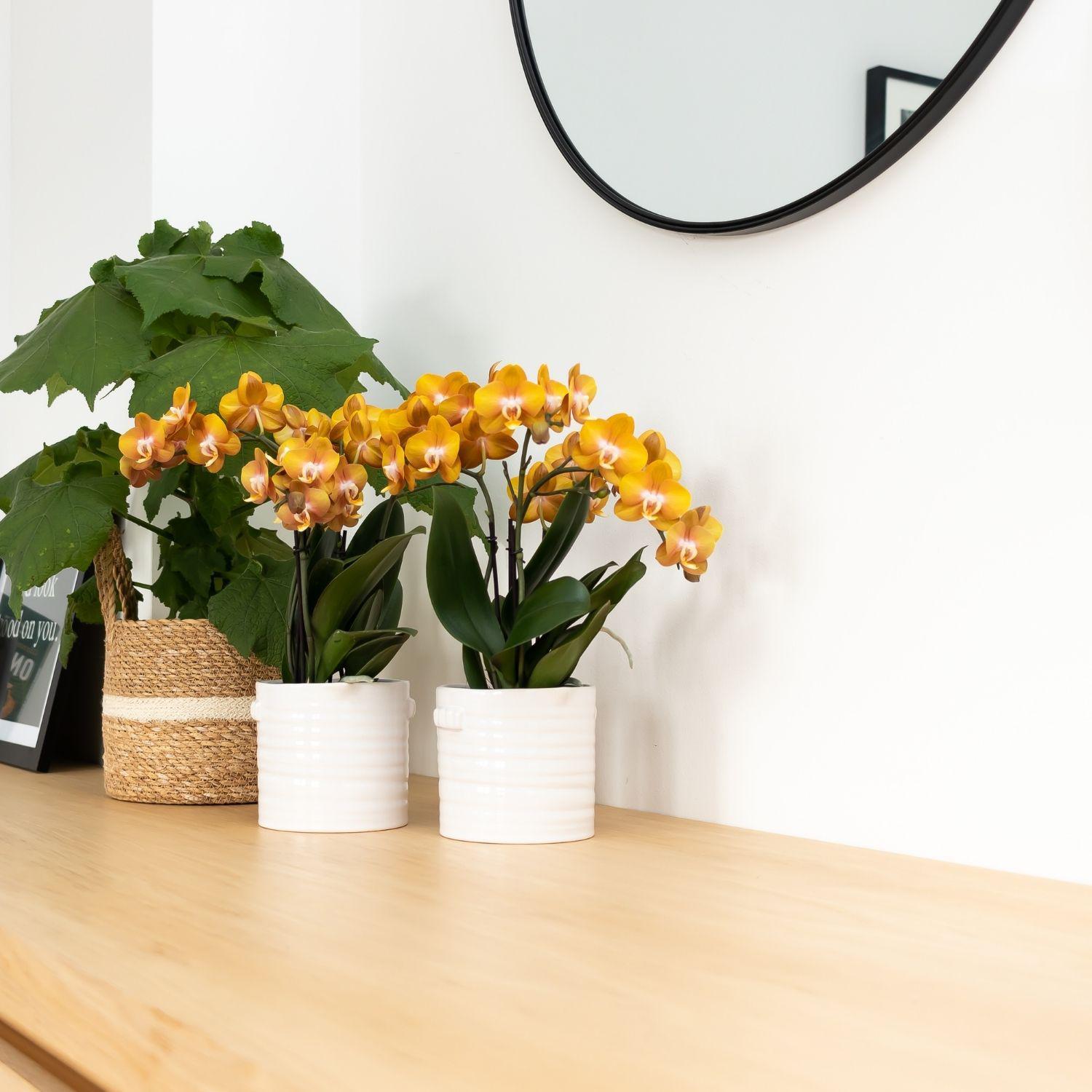 Kolibri Orchids | Oranje gouden Phalaenopsis orchidee - Jewel Las Vegas - potmaat Ø12cm - 40cm hoog | bloeiende kamerplant – vers van de kweker