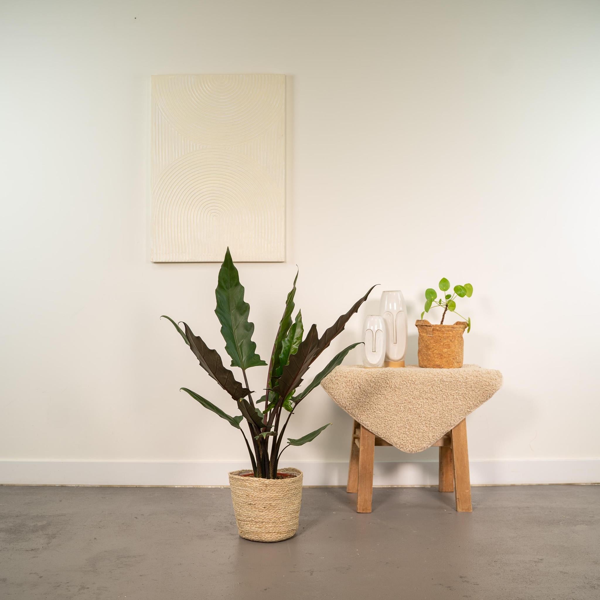 Alocasia Lauterbachiana - ↨80cm - Ø19cm + Mand Selin