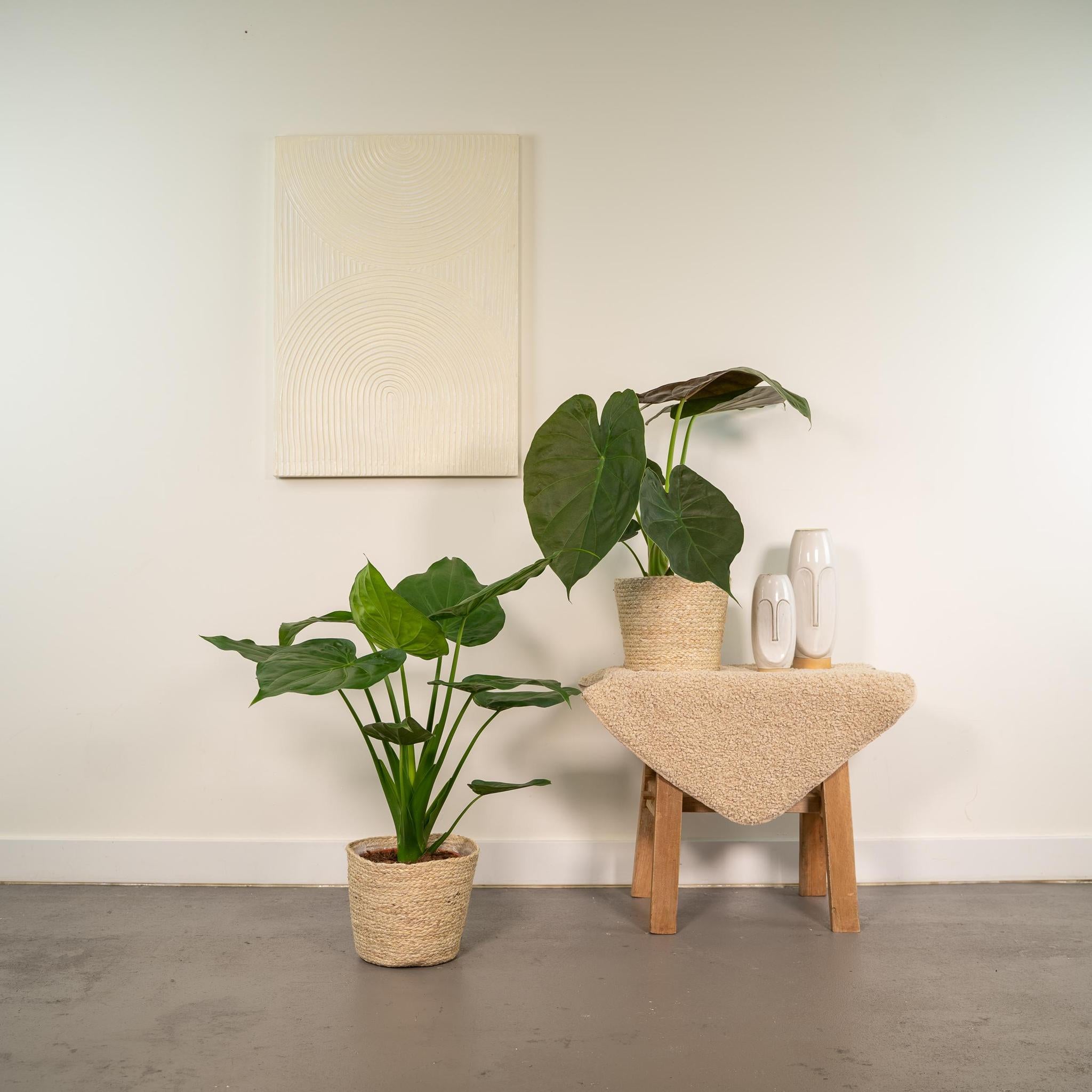 Alocasia Cucullata - ↨60cm - Ø19cm + Alocasia Wentii - ↨60cm - Ø19cm + Incl. Mand Selin
