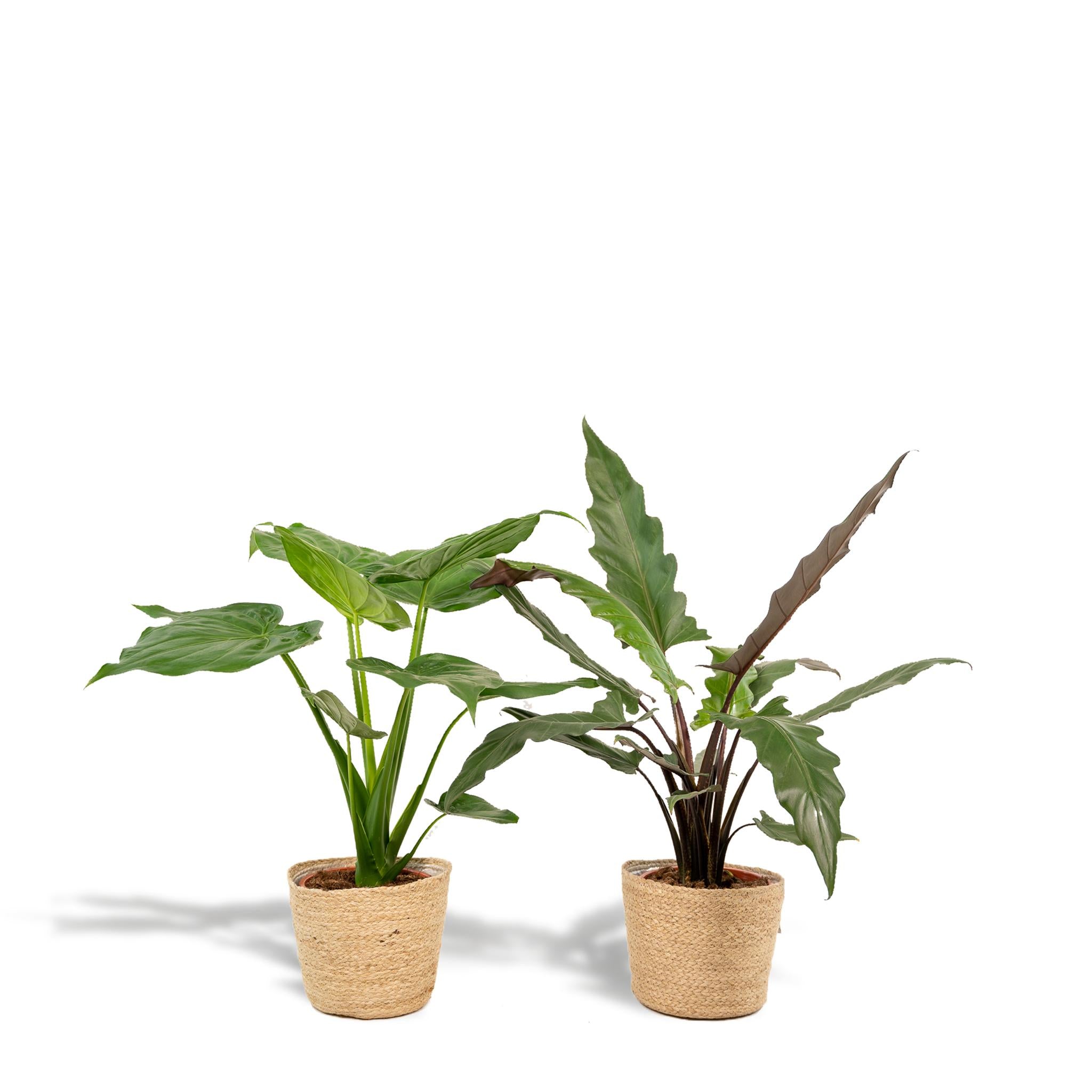 Alocasia Cucullata - ↨60cm - Ø19cm + Alocasia Lauterbachiana - ↨75cm - Ø19cm + Incl. Mand Selin