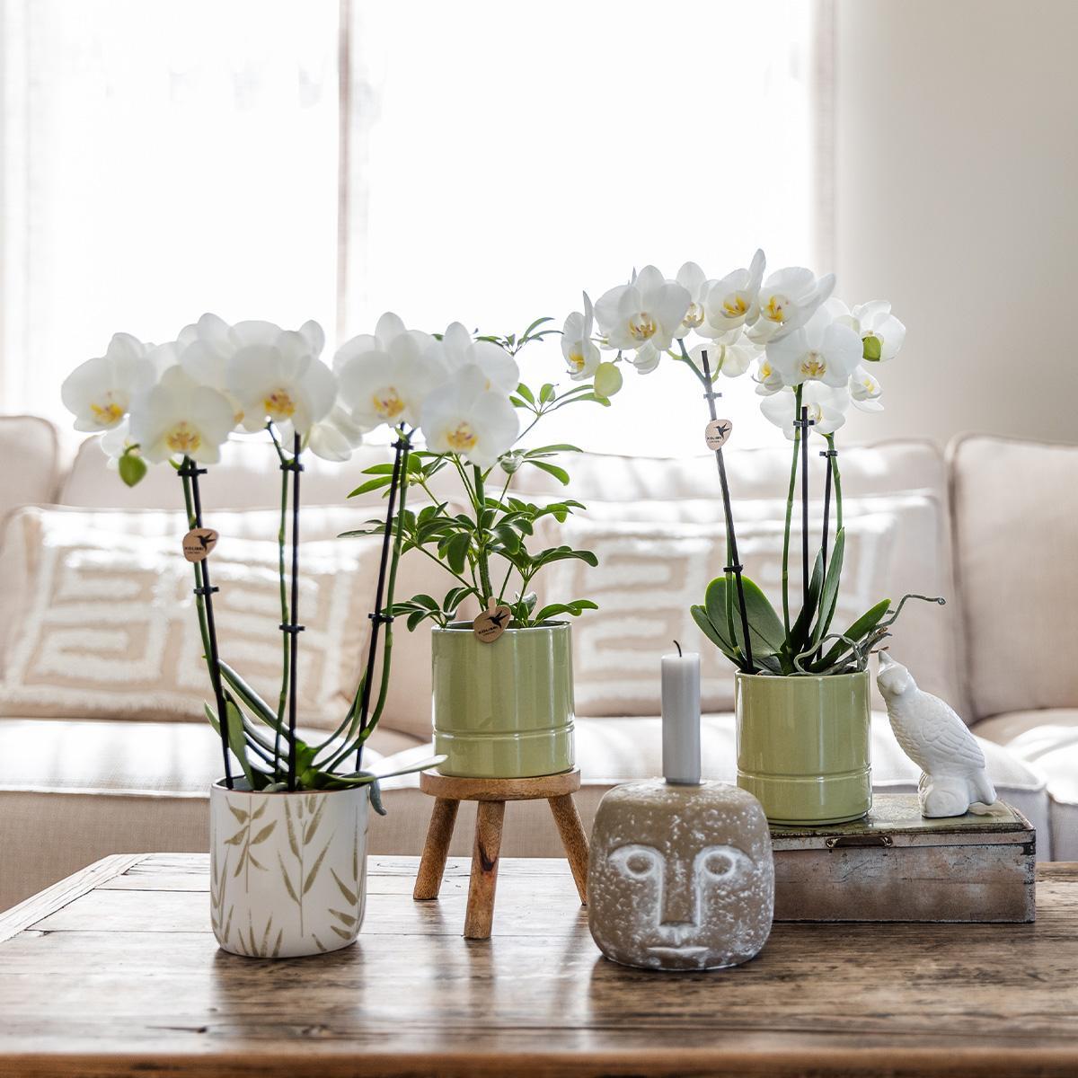Kolibri Home | Leaf pot green - 9 cm