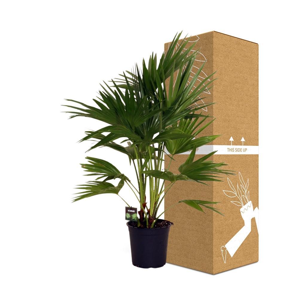 Ø24cm - ↕100cm