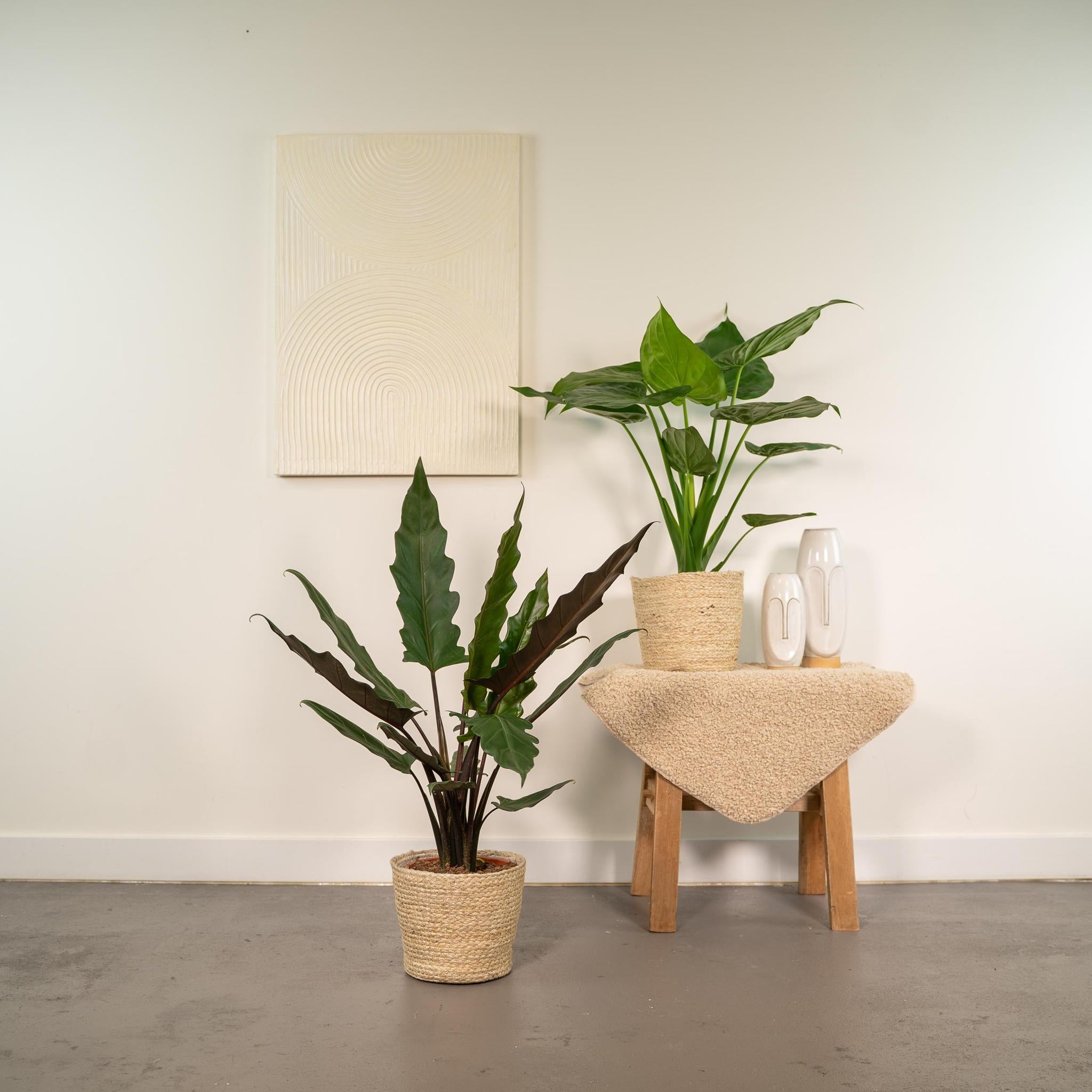 Alocasia Cucullata - ↨60cm - Ø19cm + Alocasia Lauterbachiana - ↨75cm - Ø19cm + Incl. Mand Selin