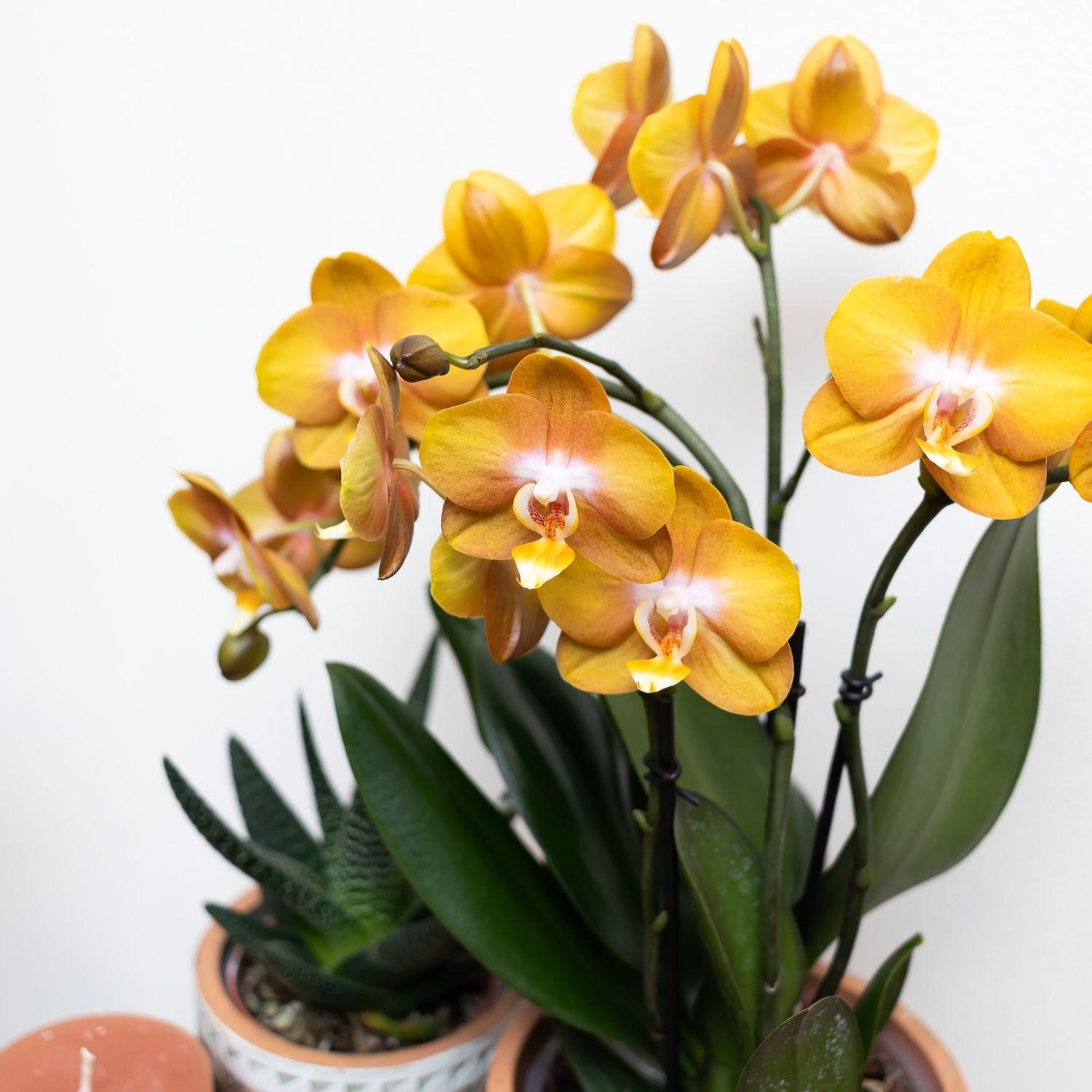 Kolibri Orchids | Oranje gouden Phalaenopsis orchidee - Jewel Las Vegas - potmaat Ø12cm - 40cm hoog | bloeiende kamerplant – vers van de kweker