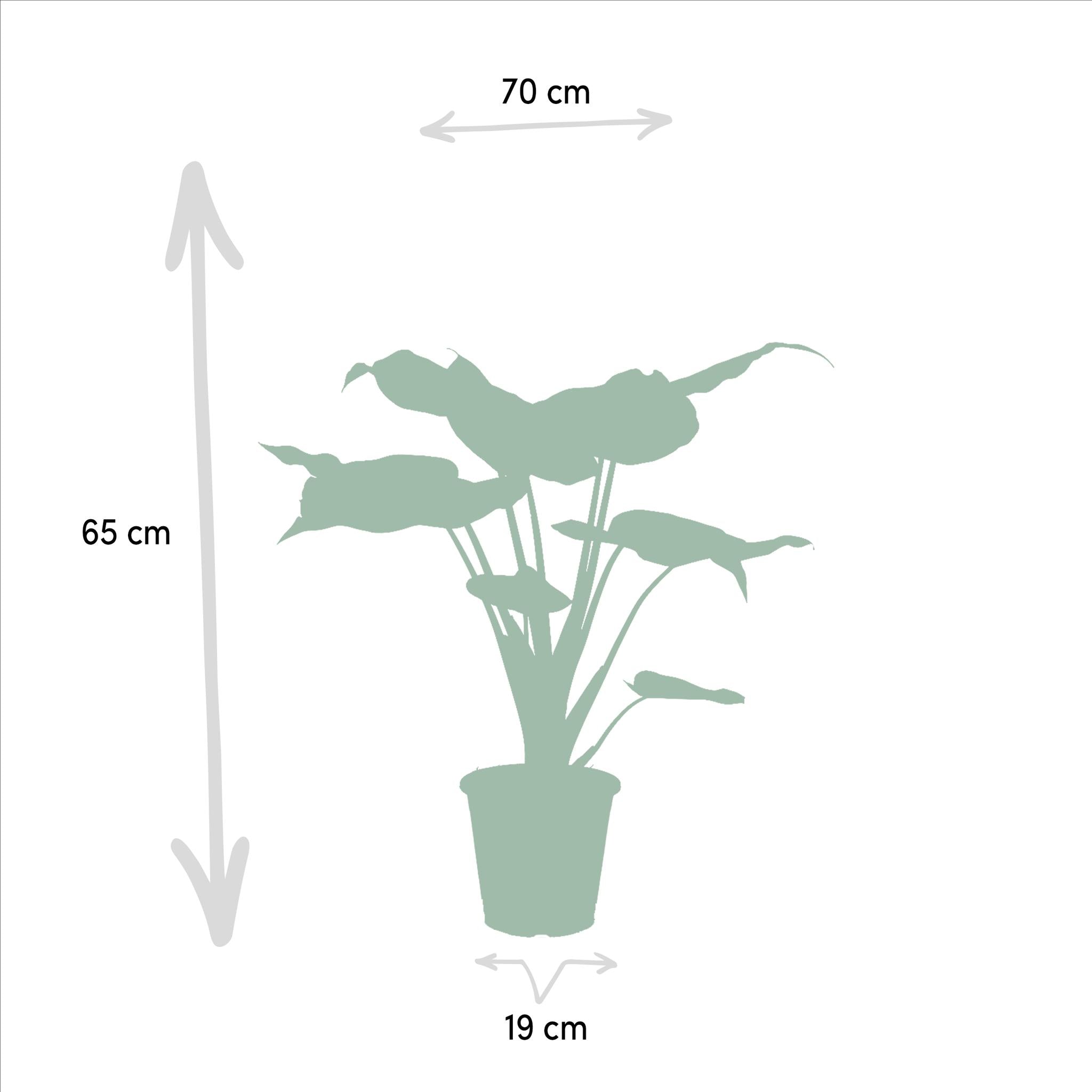 Alocasia Zebrina - ↨75cm - Ø19cm + Alocasia Cucullata - ↨60cm - Ø19cm + Alocasia Lauterbachiana - ↨75cm - Ø19cm