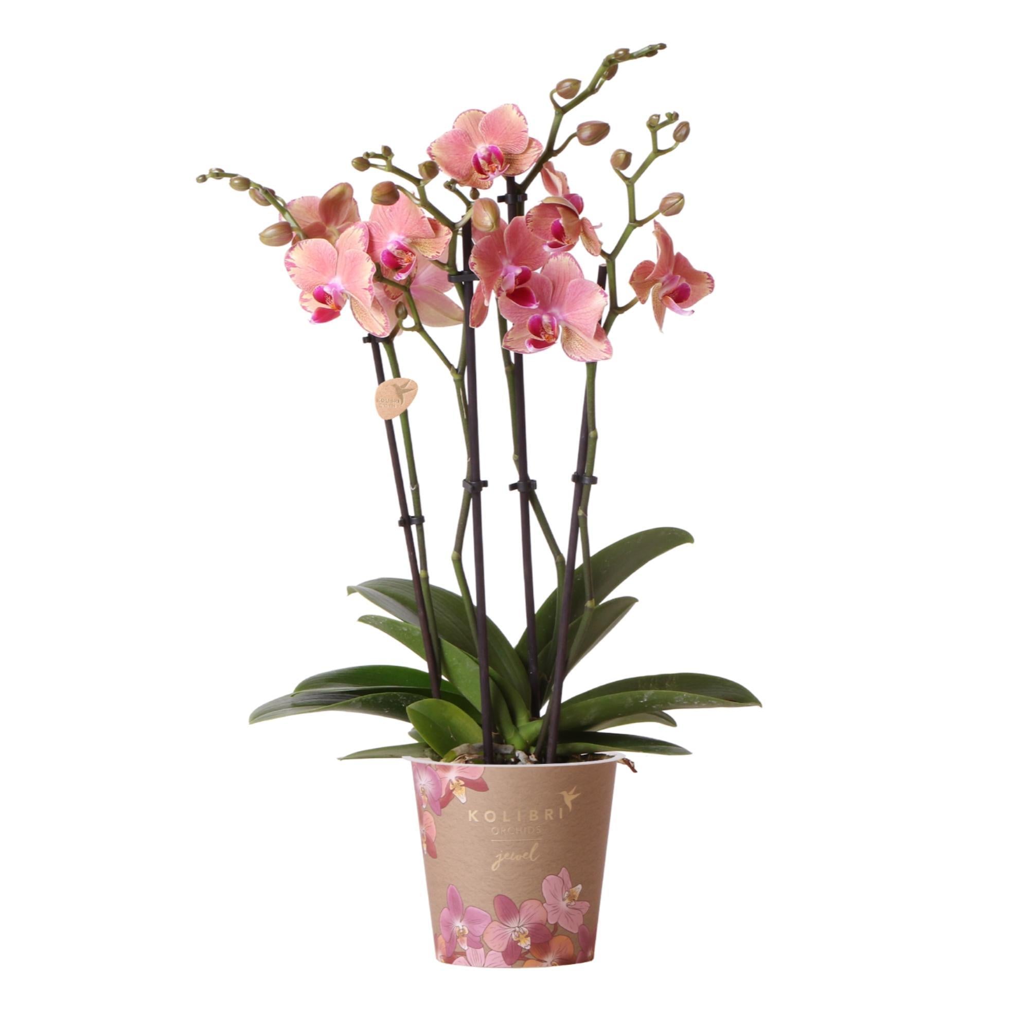 Kolibri Orchids | Oranje roze Phalaenopsis orchidee - Jewel Pirate Picotee - potmaat Ø12cm bloeiende kamerplant - vers van de kweker