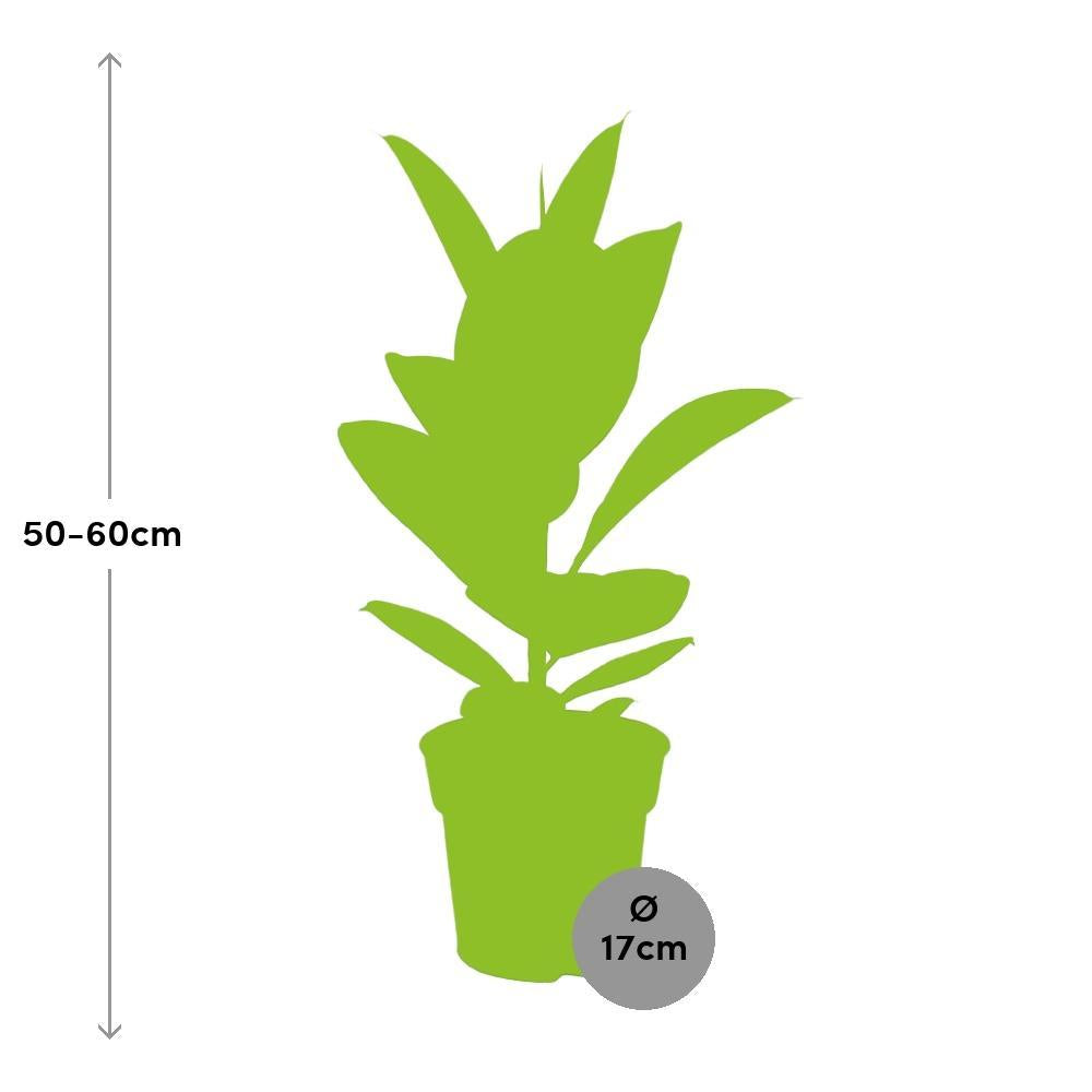 Ø17cm - ↕55cm