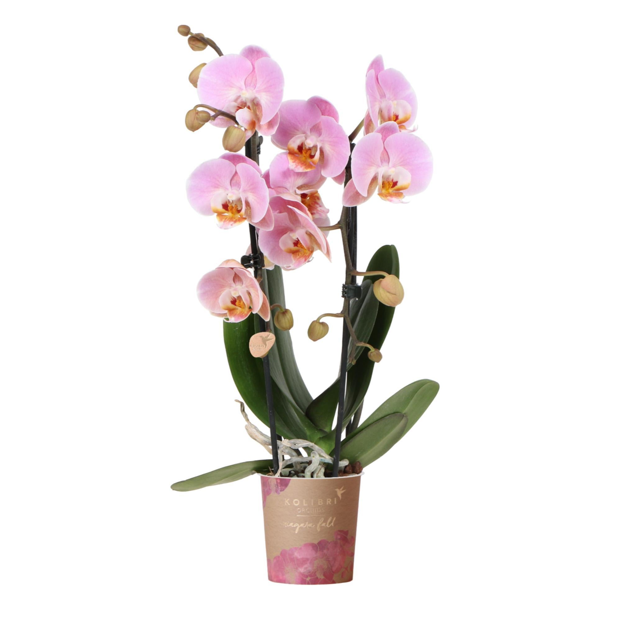 Kolibri Orchids | roze Phalaenopsis orchidee - Niagara Fall - potmaat Ø9cm | bloeiende kamerplant - vers van de kweker