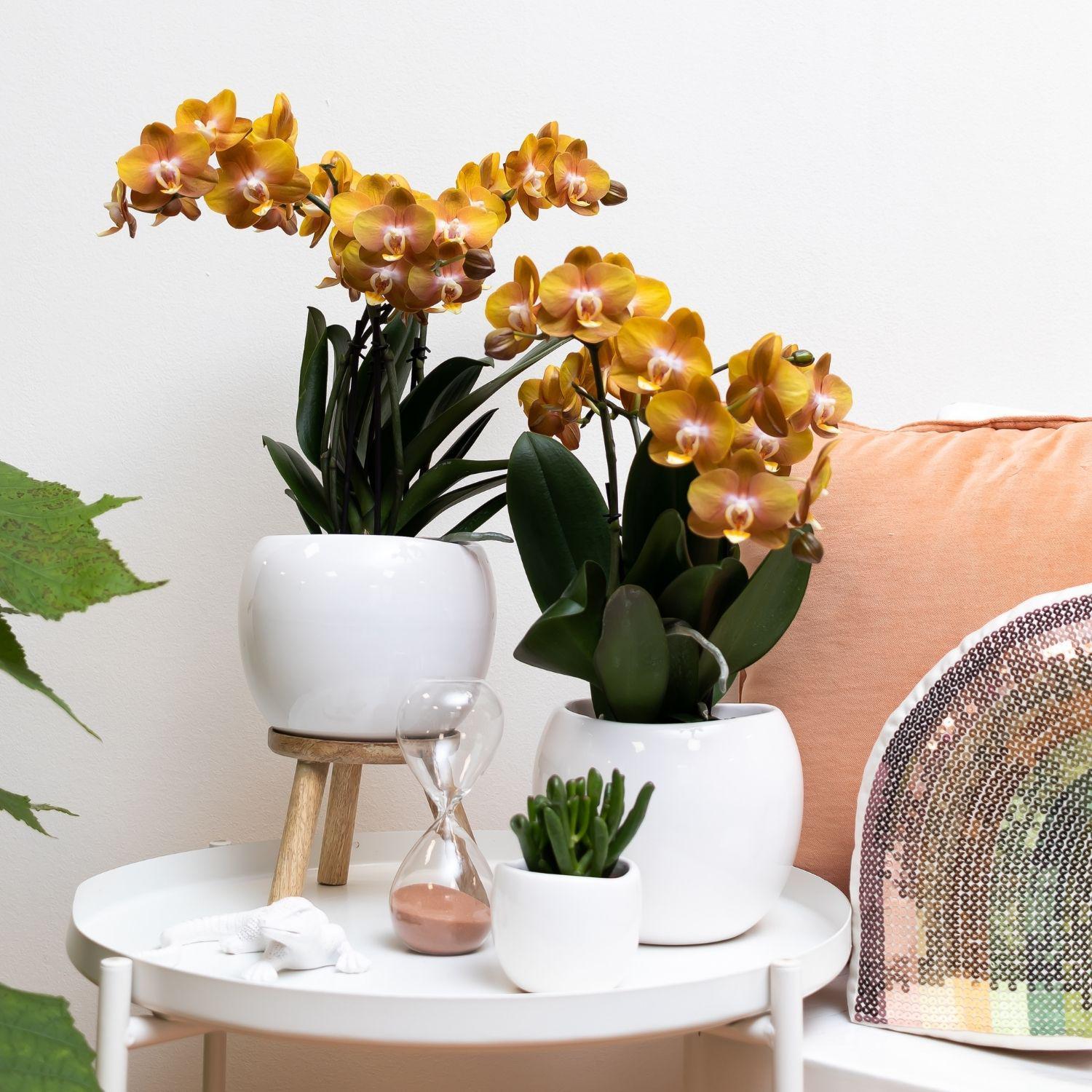 Kolibri Orchids | Oranje gouden Phalaenopsis orchidee - Jewel Las Vegas - potmaat Ø12cm - 40cm hoog | bloeiende kamerplant – vers van de kweker
