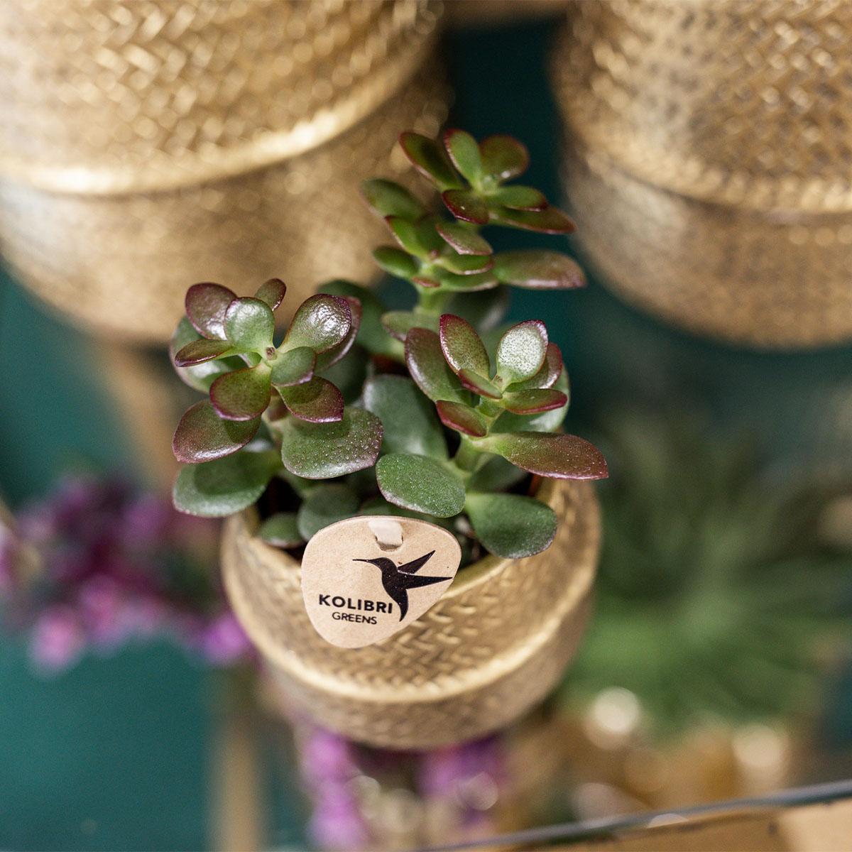 Kolibri Company - Planten set Groove goud | Set met witte Phalaenopsis orchidee Amabilis Ø9cm en groene plant Succulent Crassula Ovata Ø6cm | incl. gouden keramieken sierpotten