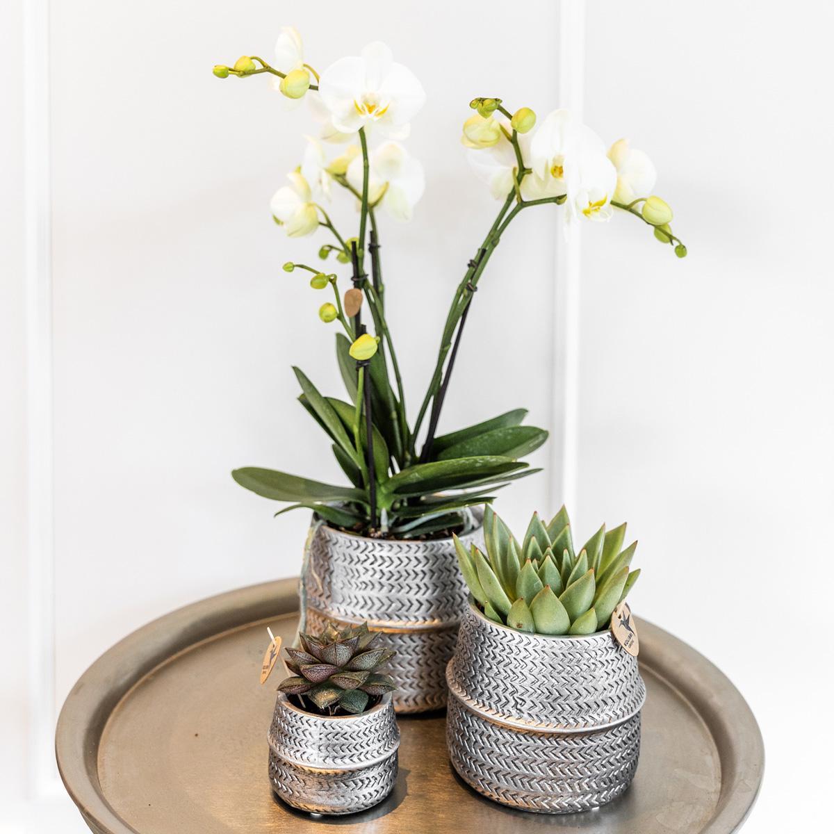 Kolibri Company - Planten set Groove zilver | Set met witte Phalaenopsis orchidee Amabilis Ø9cm en groene plant Succulent Crassula Ovata Ø6cm | incl. zilver keramieken sierpotten