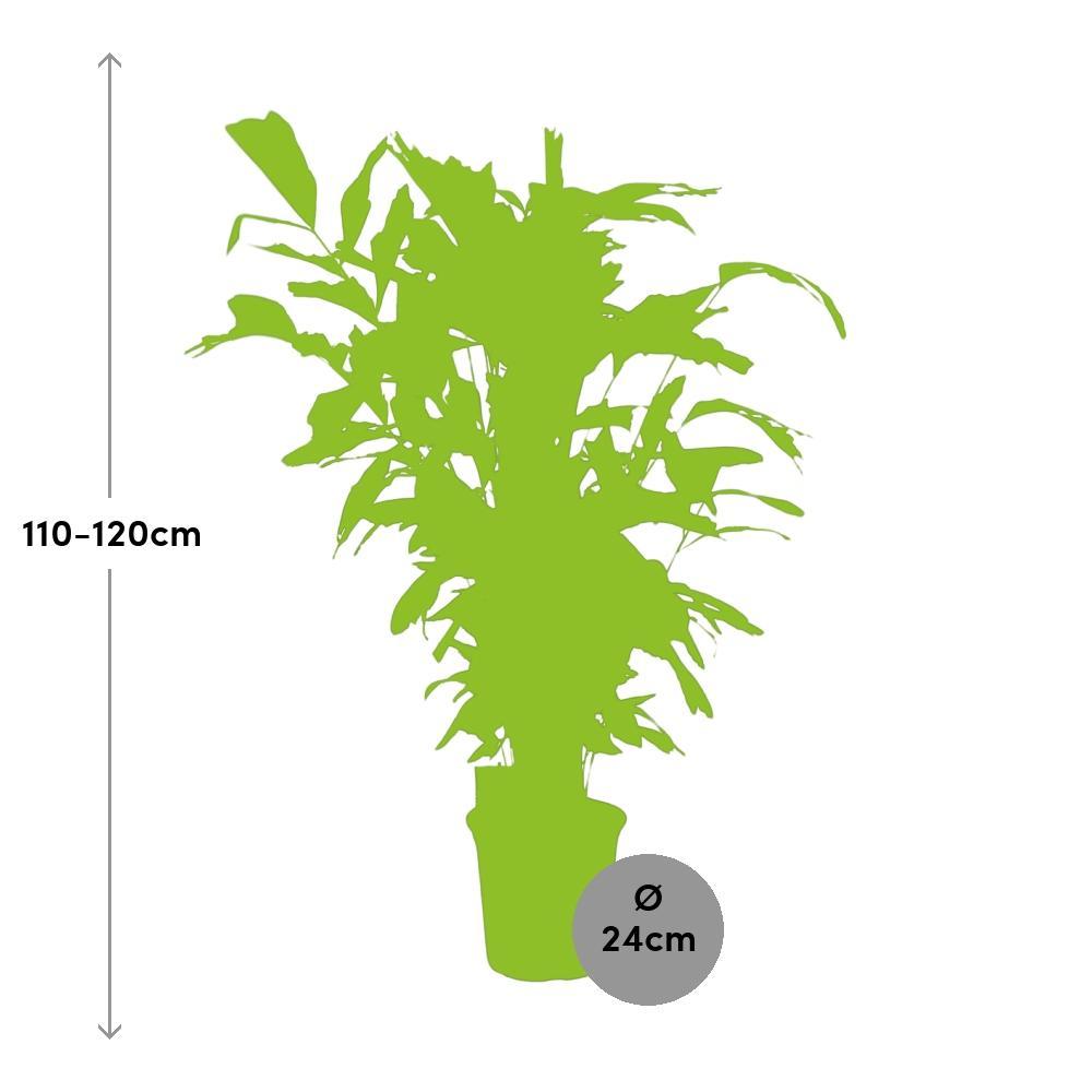 Ø24cm - ↕120cm
