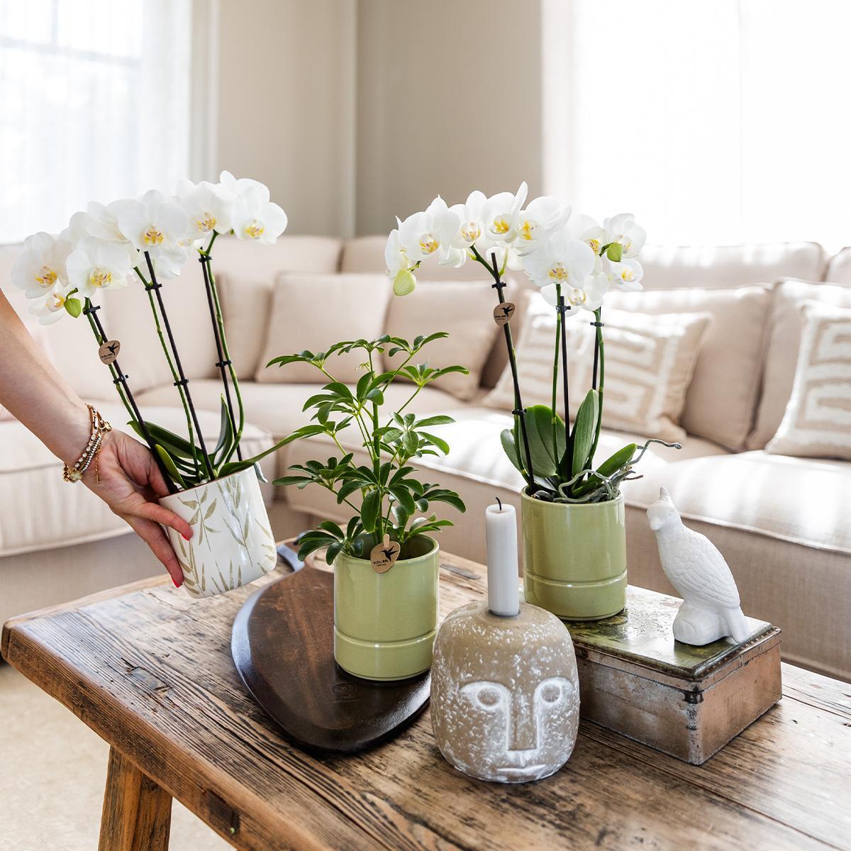Kolibri Home | Leaf pot green - 9 cm