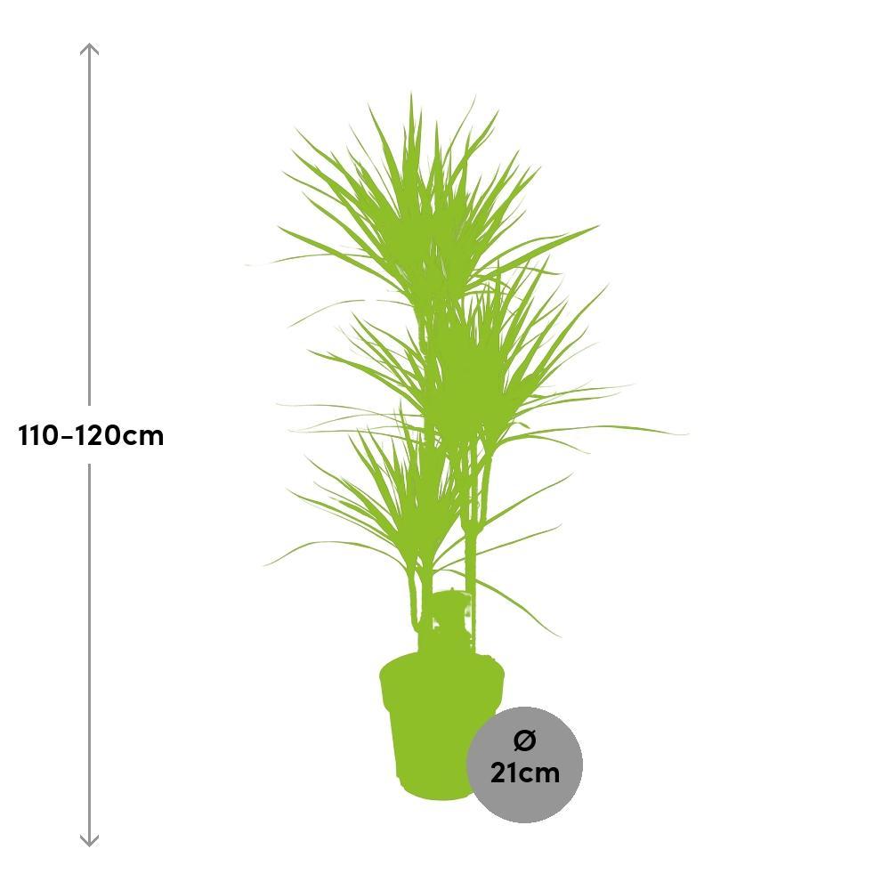 Ø21cm - ↕120cm