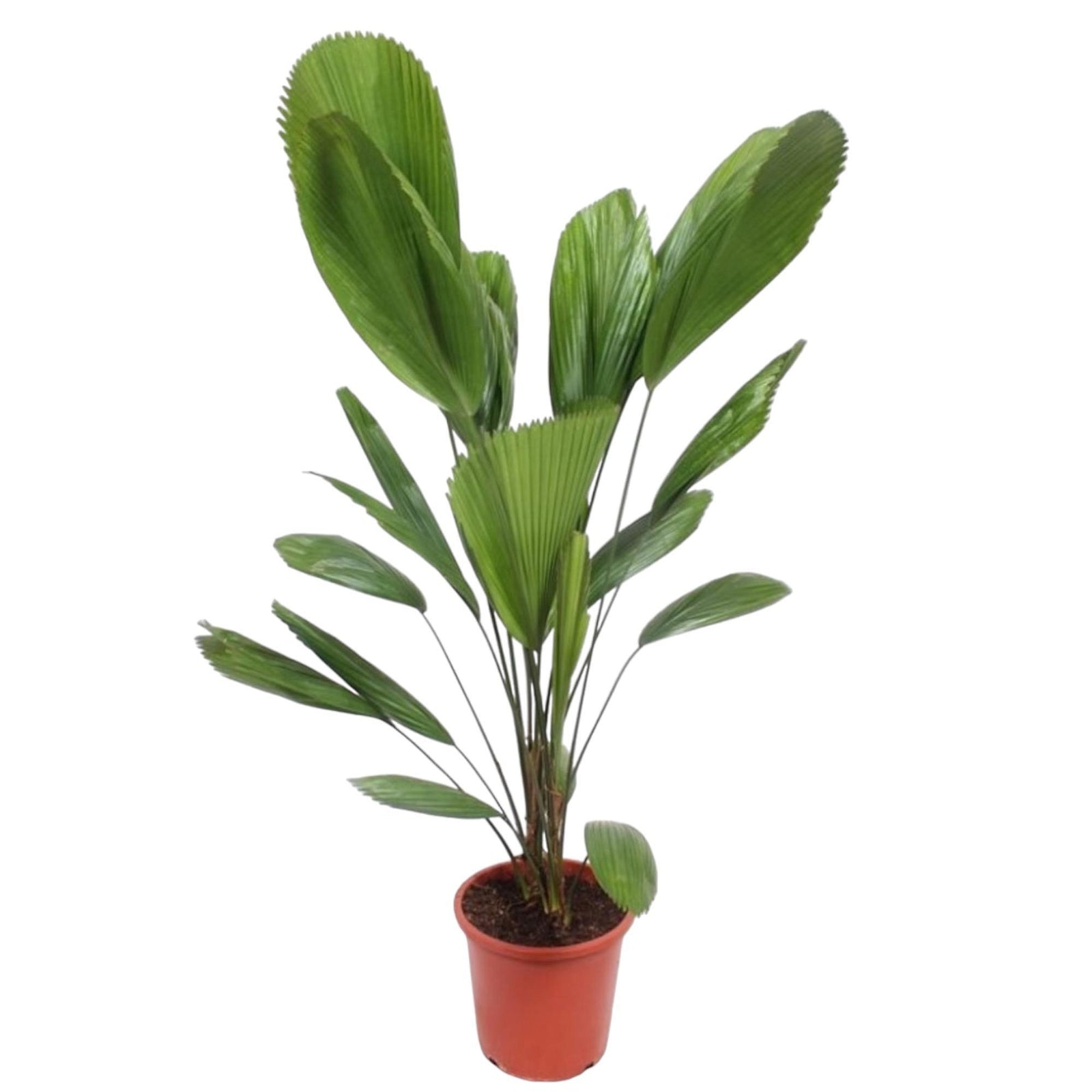Licuala Grandis - 130 cm - ø27
