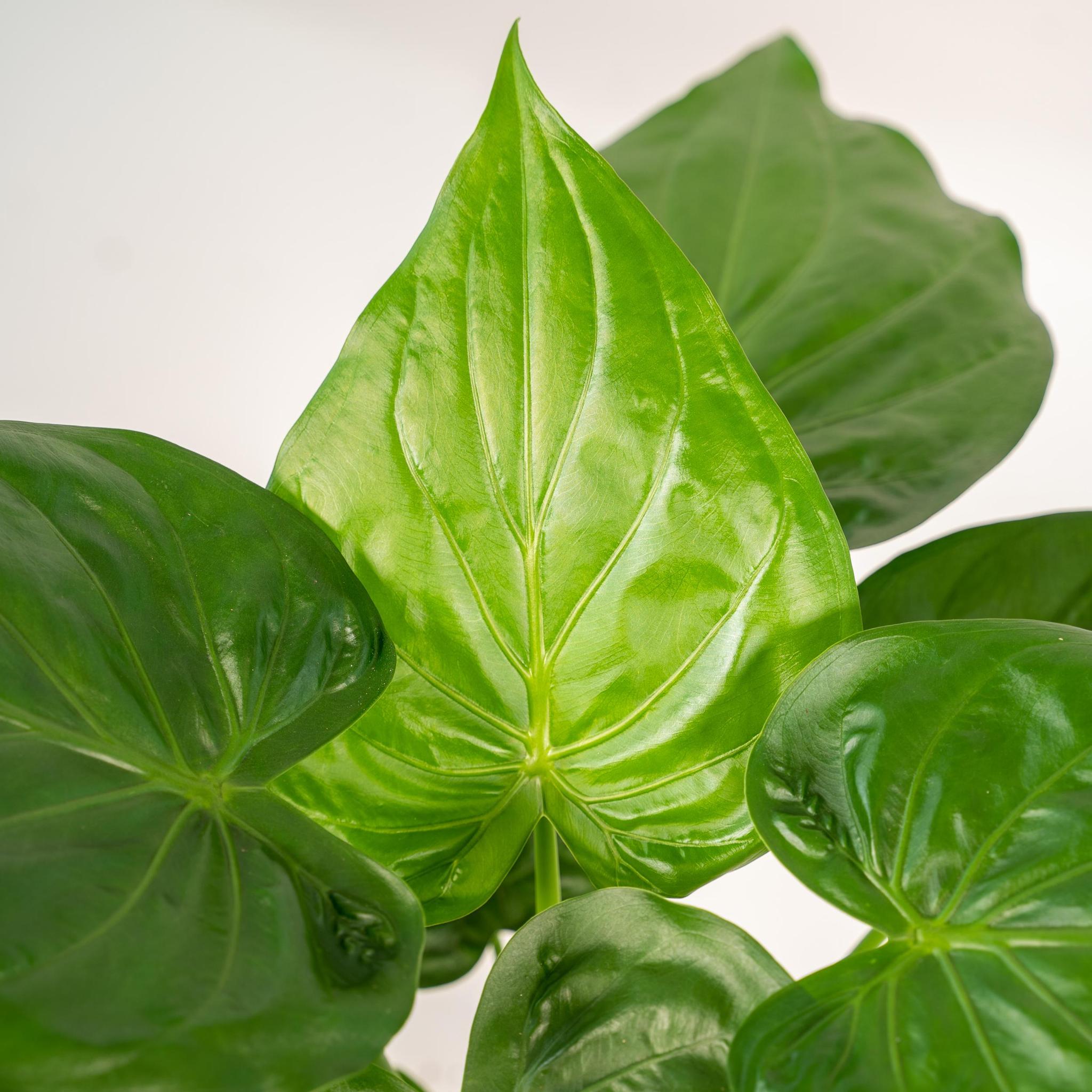 Alocasia Cucullata - ↨65cm - Ø19cm + Mand Selin