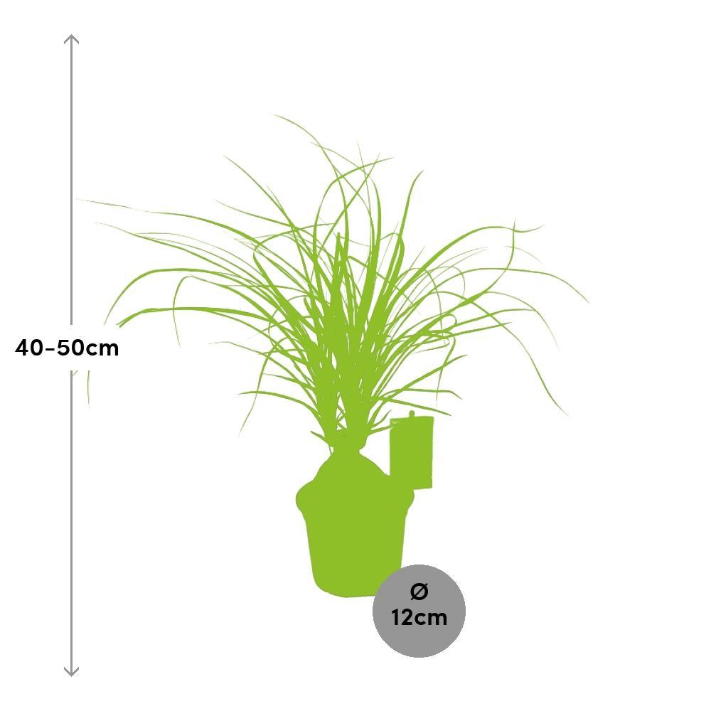 Ø12cm - ↕45cm