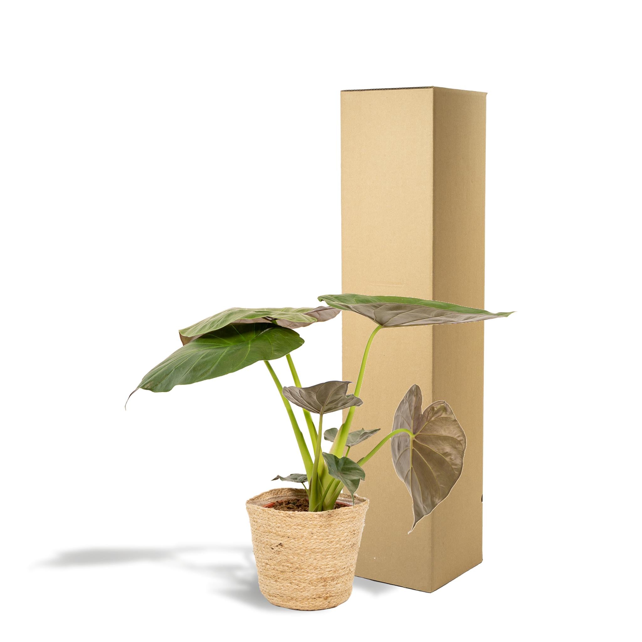 Alocasia Wentii - ↨65cm - Ø19cm + Mand Selin