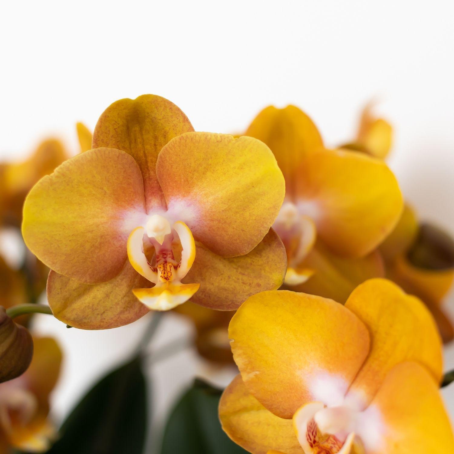Kolibri Orchids | Oranje gouden Phalaenopsis orchidee - Jewel Las Vegas - potmaat Ø12cm - 40cm hoog | bloeiende kamerplant – vers van de kweker