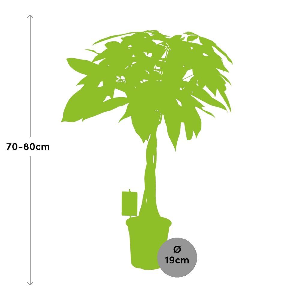 Ø19cm - ↕80cm