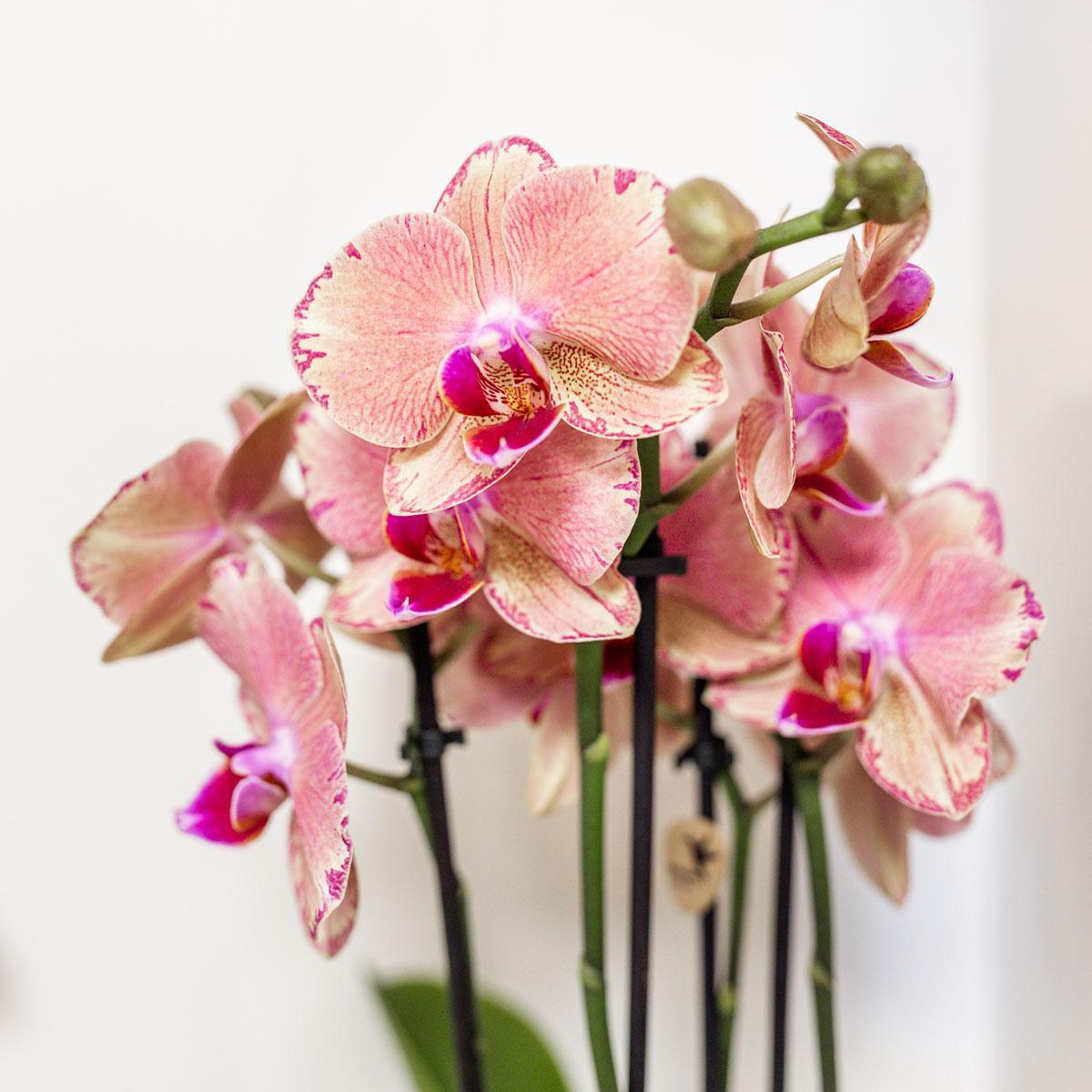 Kolibri Orchids | Oranje roze Phalaenopsis orchidee - Jewel Pirate Picotee - potmaat Ø12cm bloeiende kamerplant - vers van de kweker
