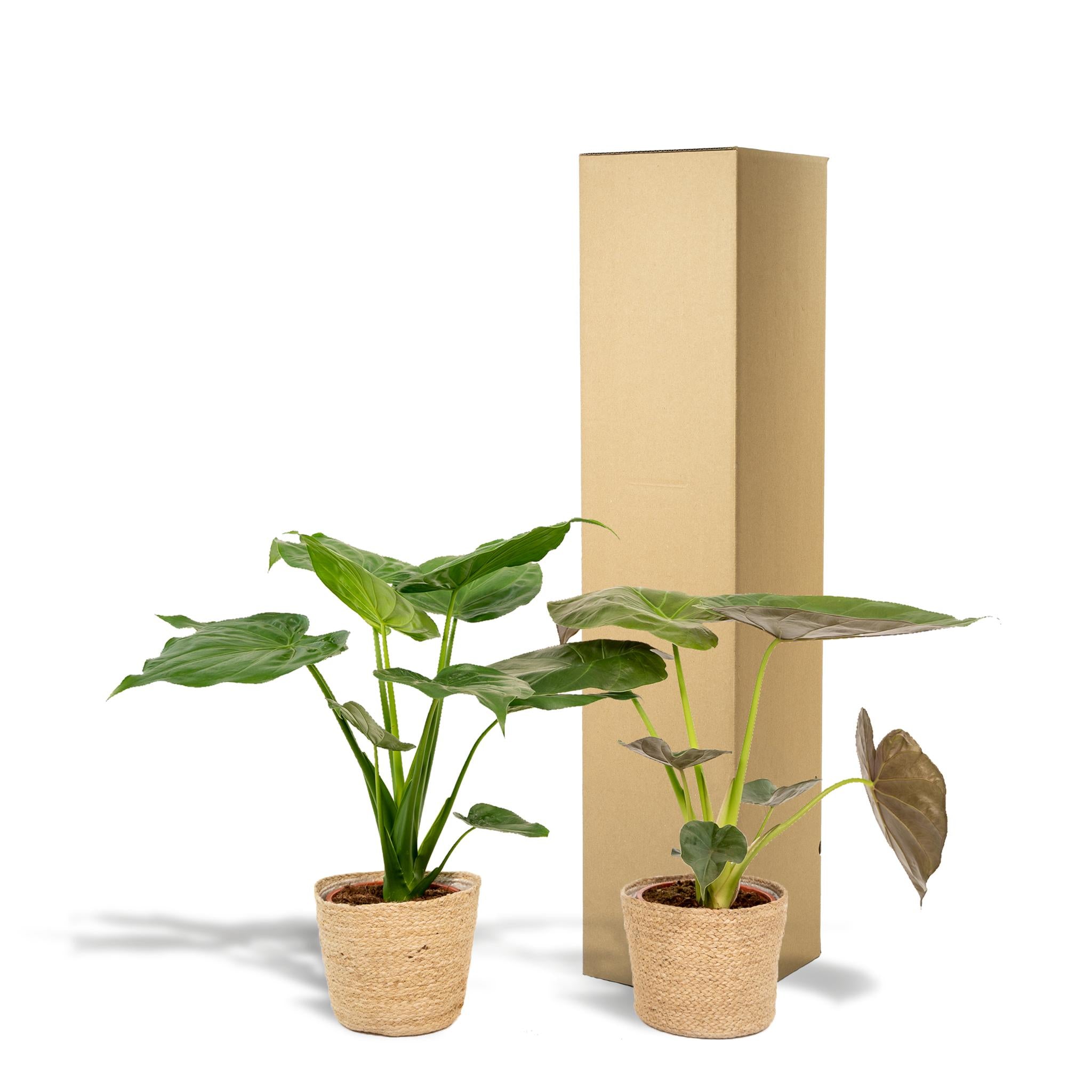 Alocasia Cucullata - ↨60cm - Ø19cm + Alocasia Wentii - ↨60cm - Ø19cm + Incl. Mand Selin
