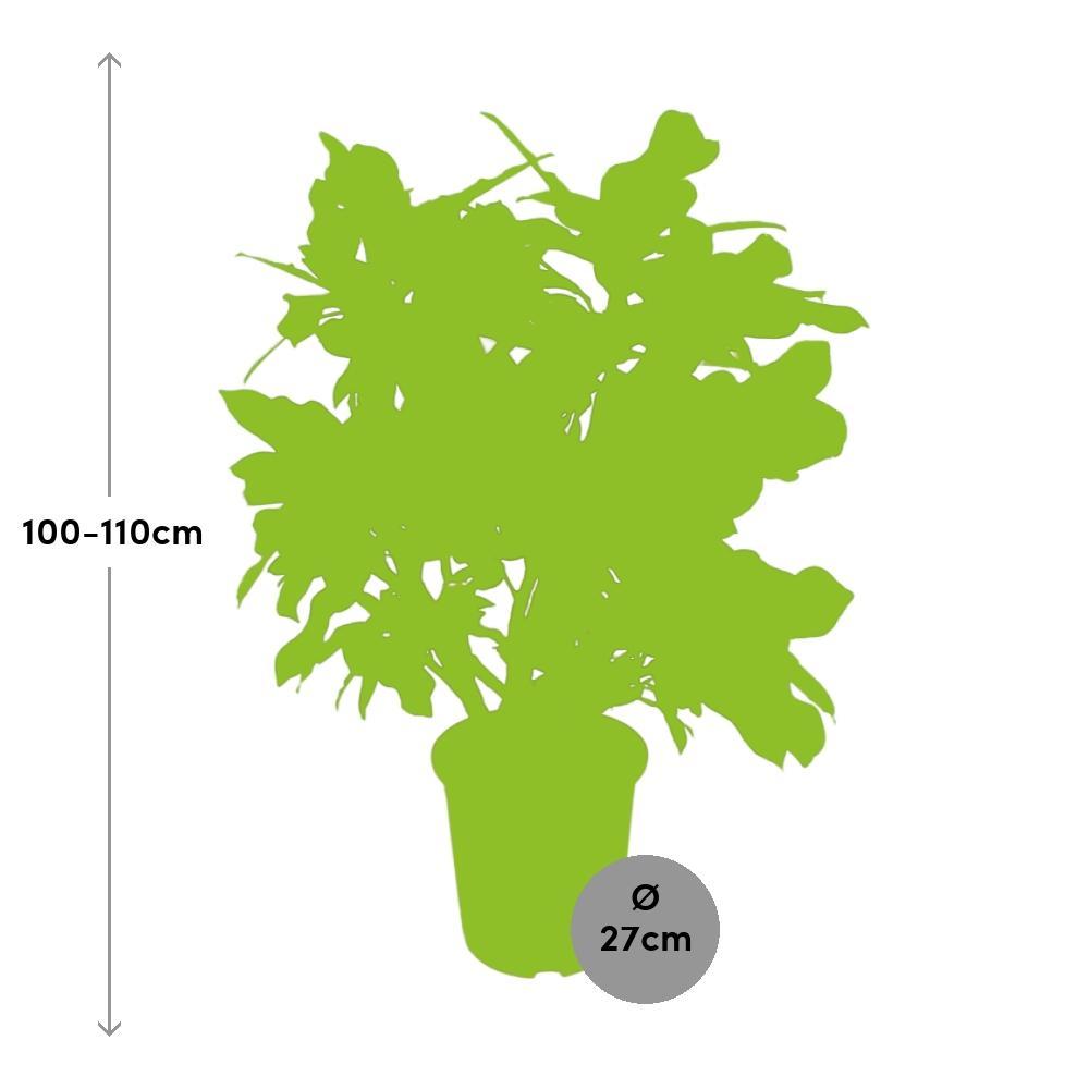 Ø27cm - ↕110cm