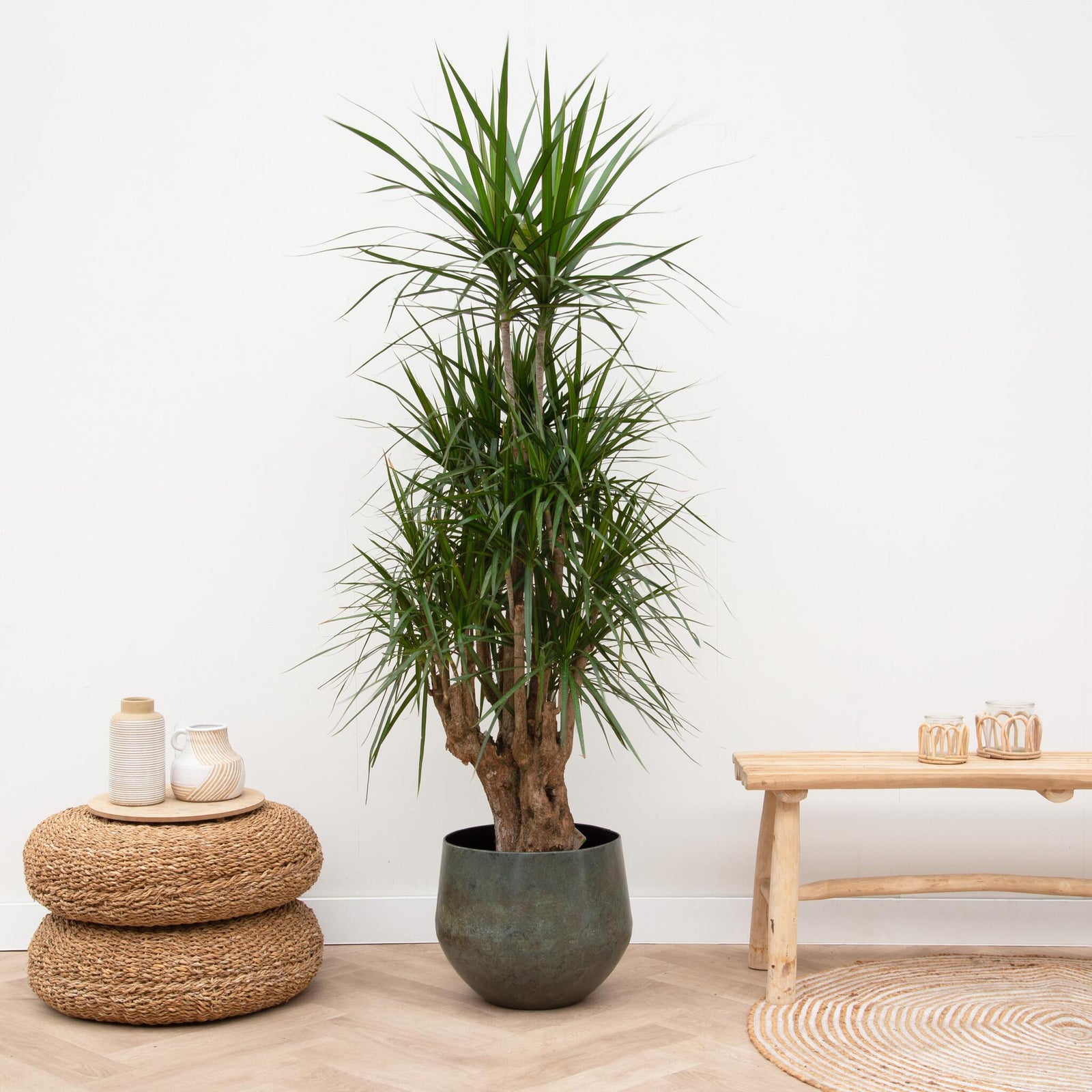 Dracaena