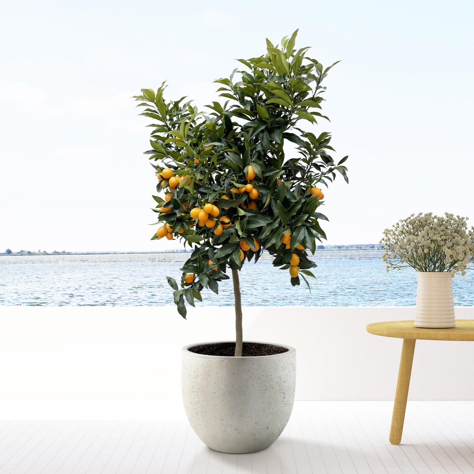 Citrus planten