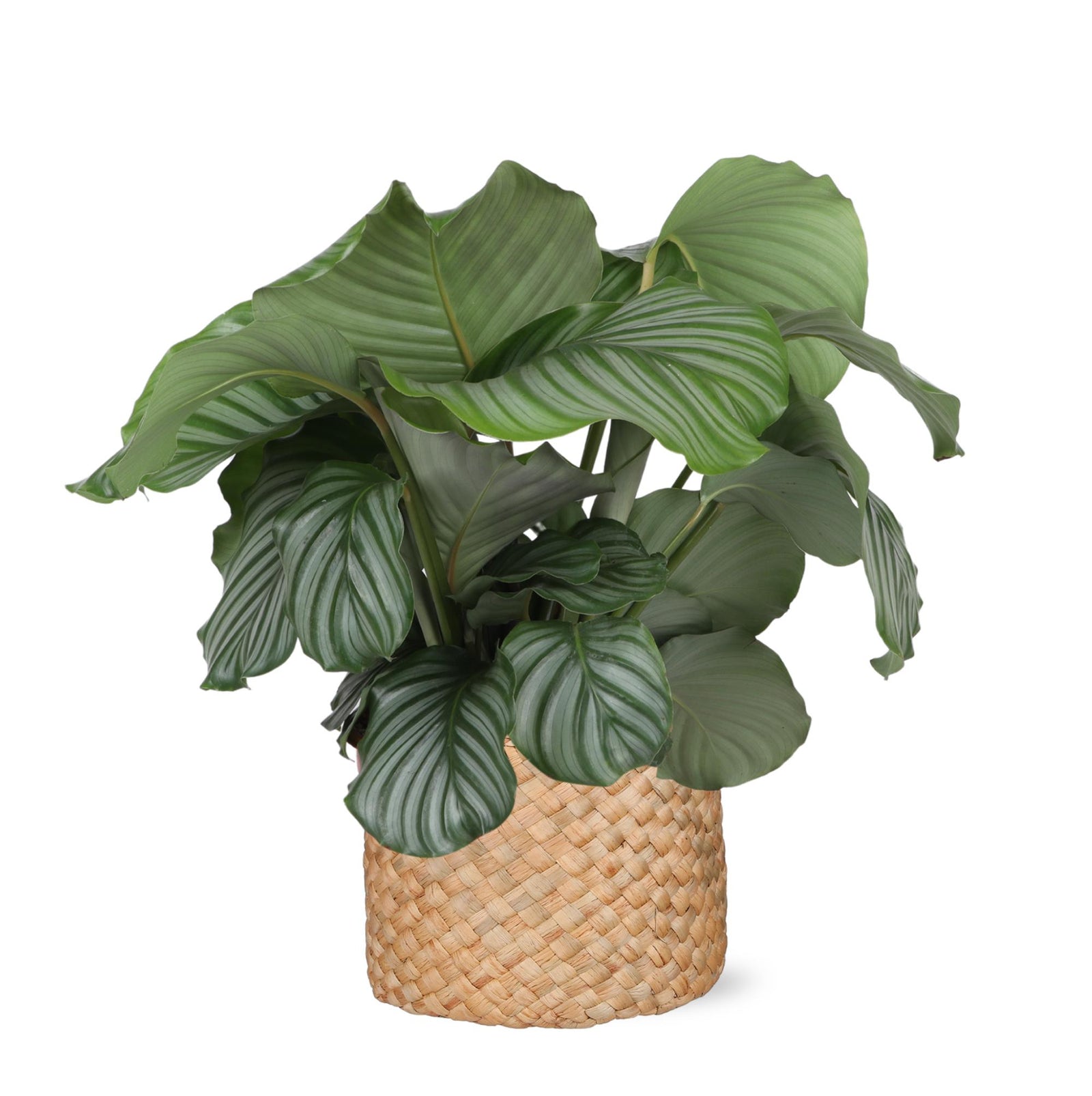 Calathea