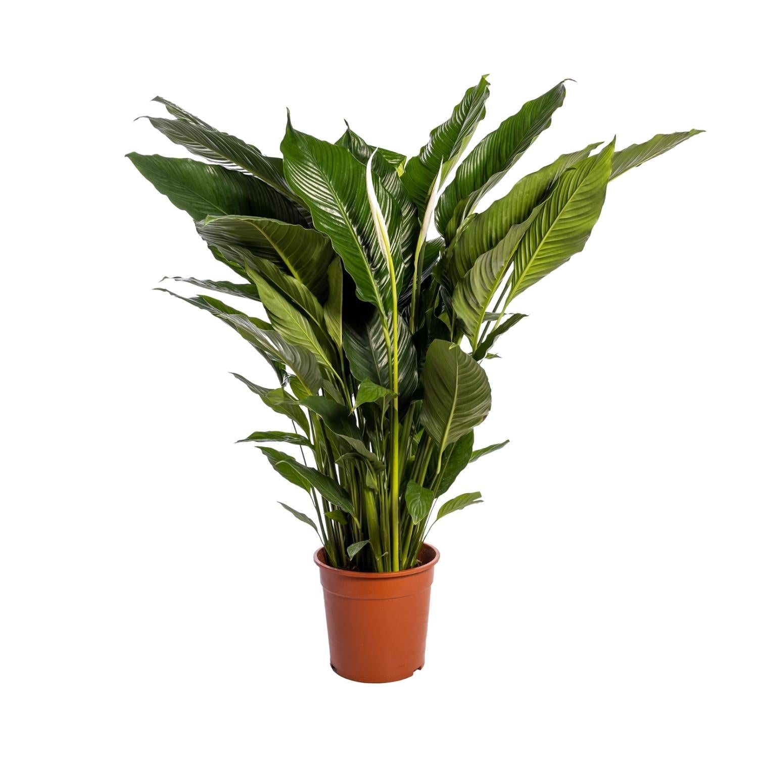 Spathiphyllum (Vredeslelie)