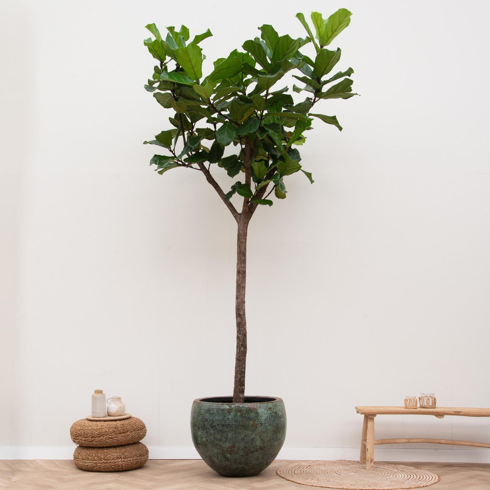 Ficus