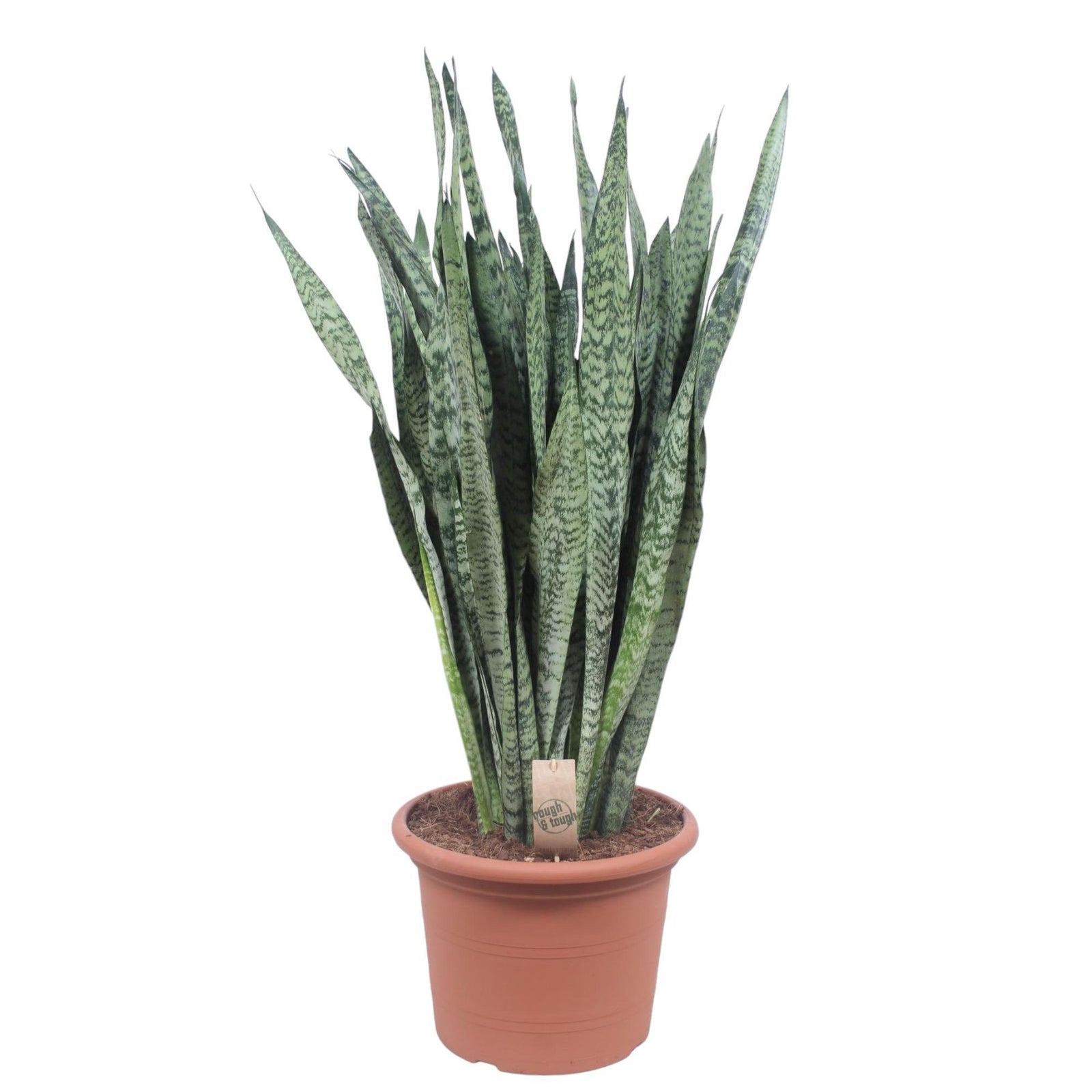 Sansevieria (Slangenplant)