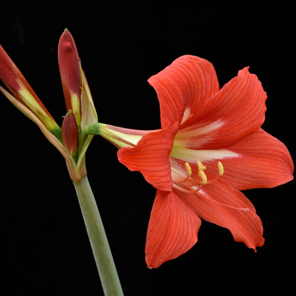 Amaryllis bol