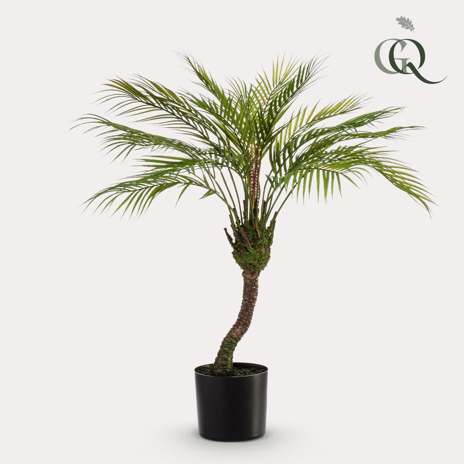 Chamaedorea (Bergpalm)