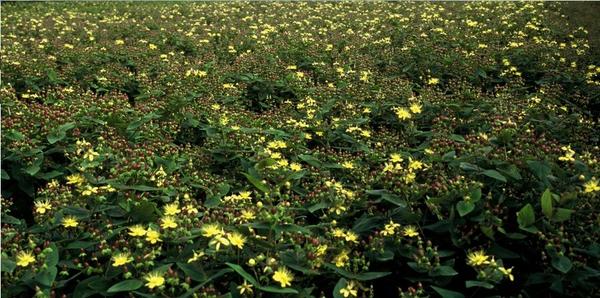 Hypericum inodorum 'Rheingold' - ↕10-25cm - Ø9cm - 6x