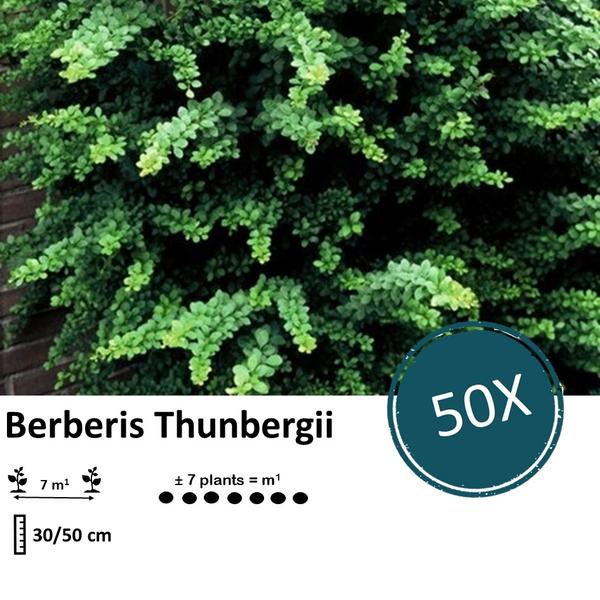 Berberis thunbergii -  ↕30-50cm - blote wortel - 50x