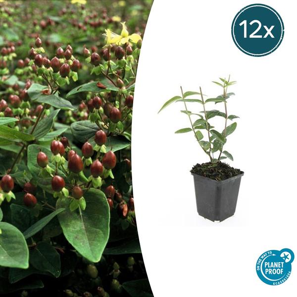 Hypericum inodorum 'Rheingold' - ↕10-25cm - Ø9cm - 12x